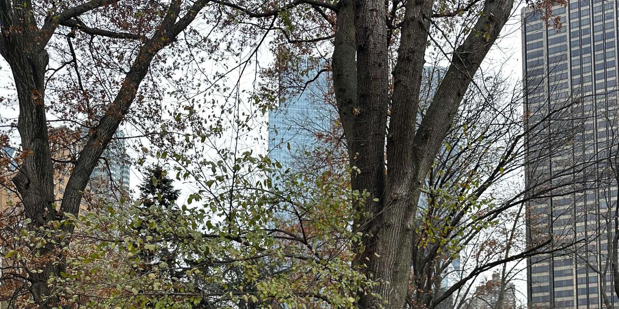 New York Central Park Horse and Carriage Ride - Image 6