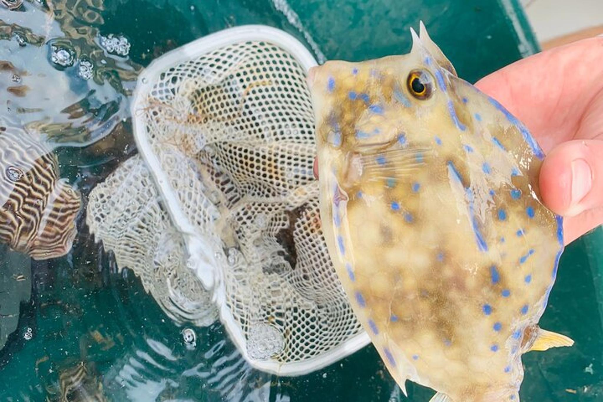 South Padre Island Dolphin Watch Eco Tour 90 min - Image 6
