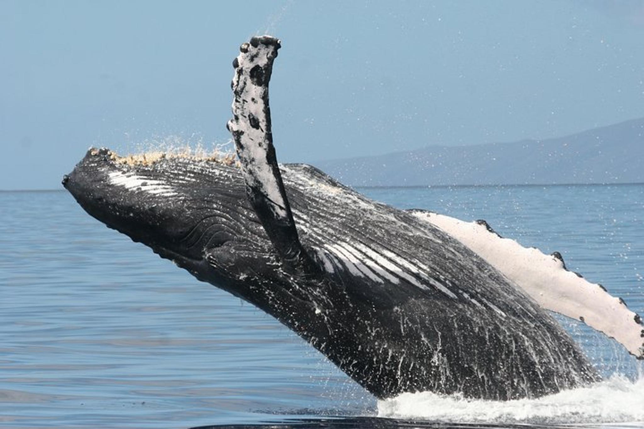 Ma'alaea Whale Watching Cruise - Image 6