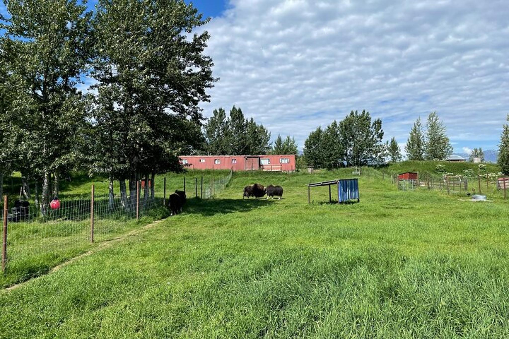 Anchorage Matanuska Valley and Farm Tour 8 hr - Image 4