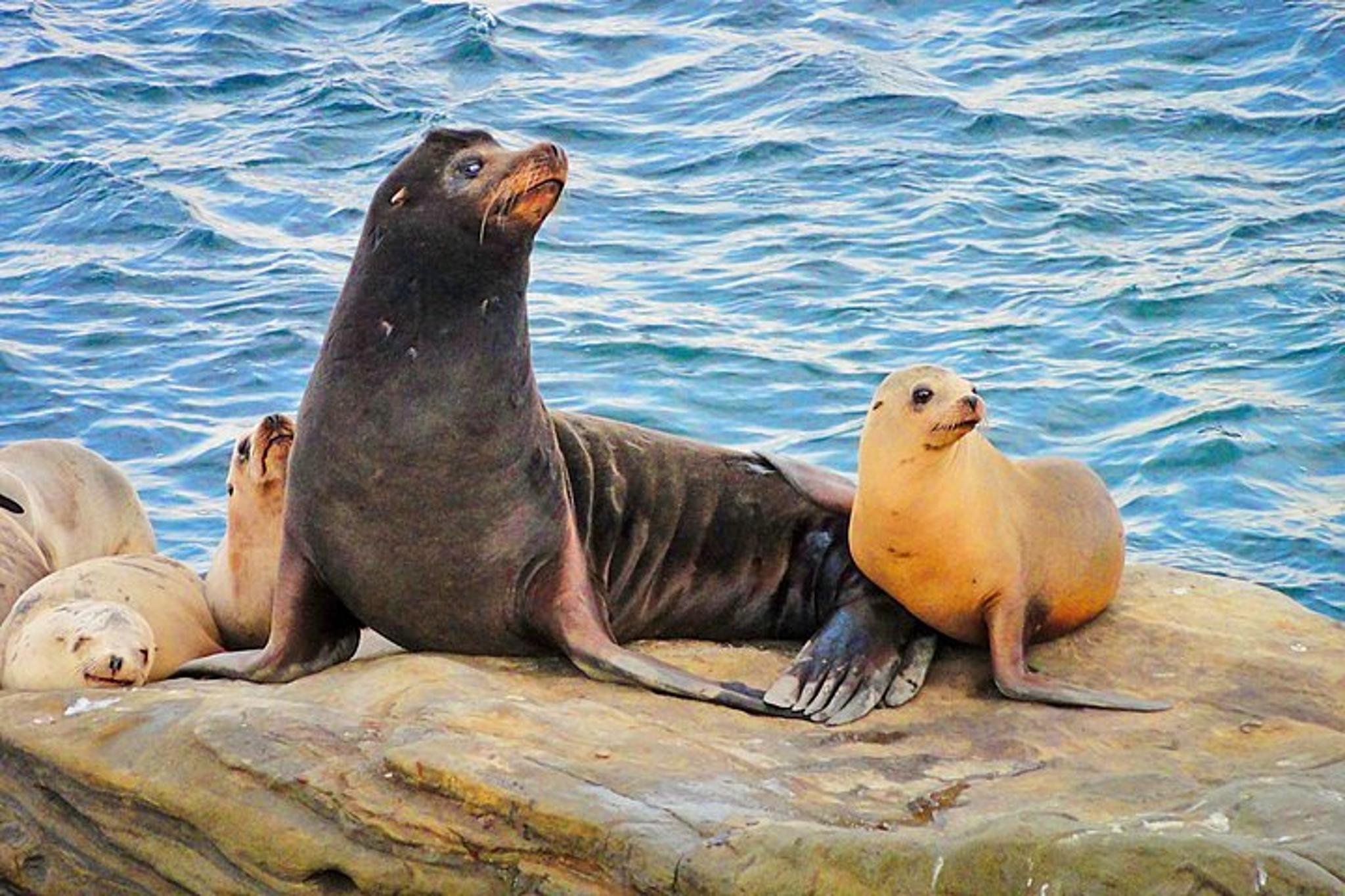 San Diego Coastal Gems Scenic Tour - Image 2