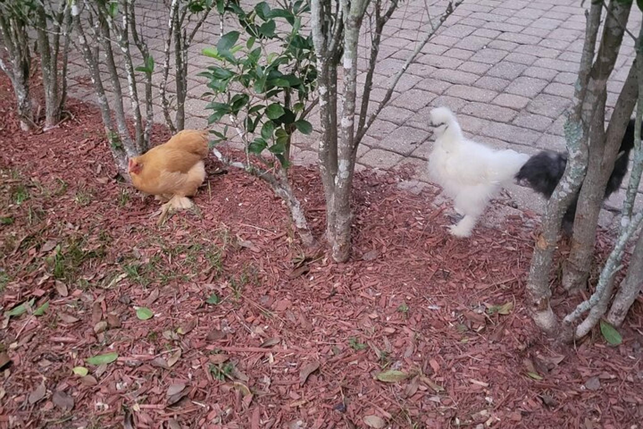 Navarre Rabbit and Chicken Petting Experience 1 hr - Image 3