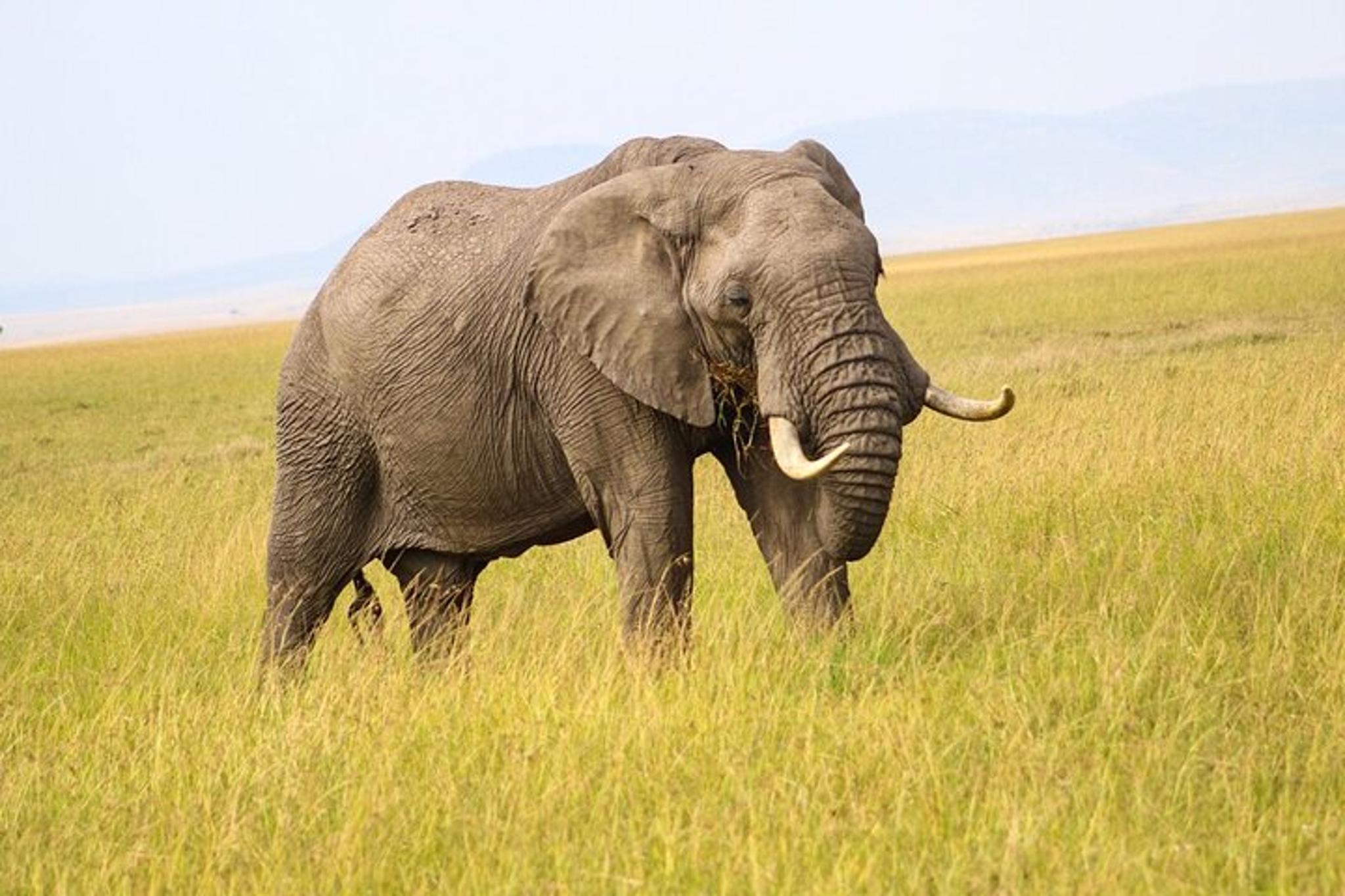 Maasai Mara National Reserve Safari - Image 4