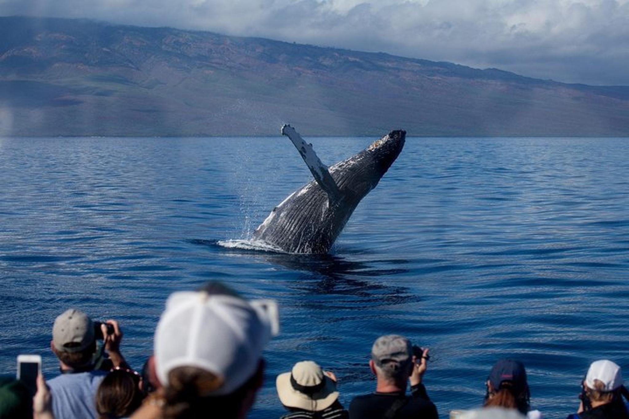 Maui Whale Watching Sail - Image 4