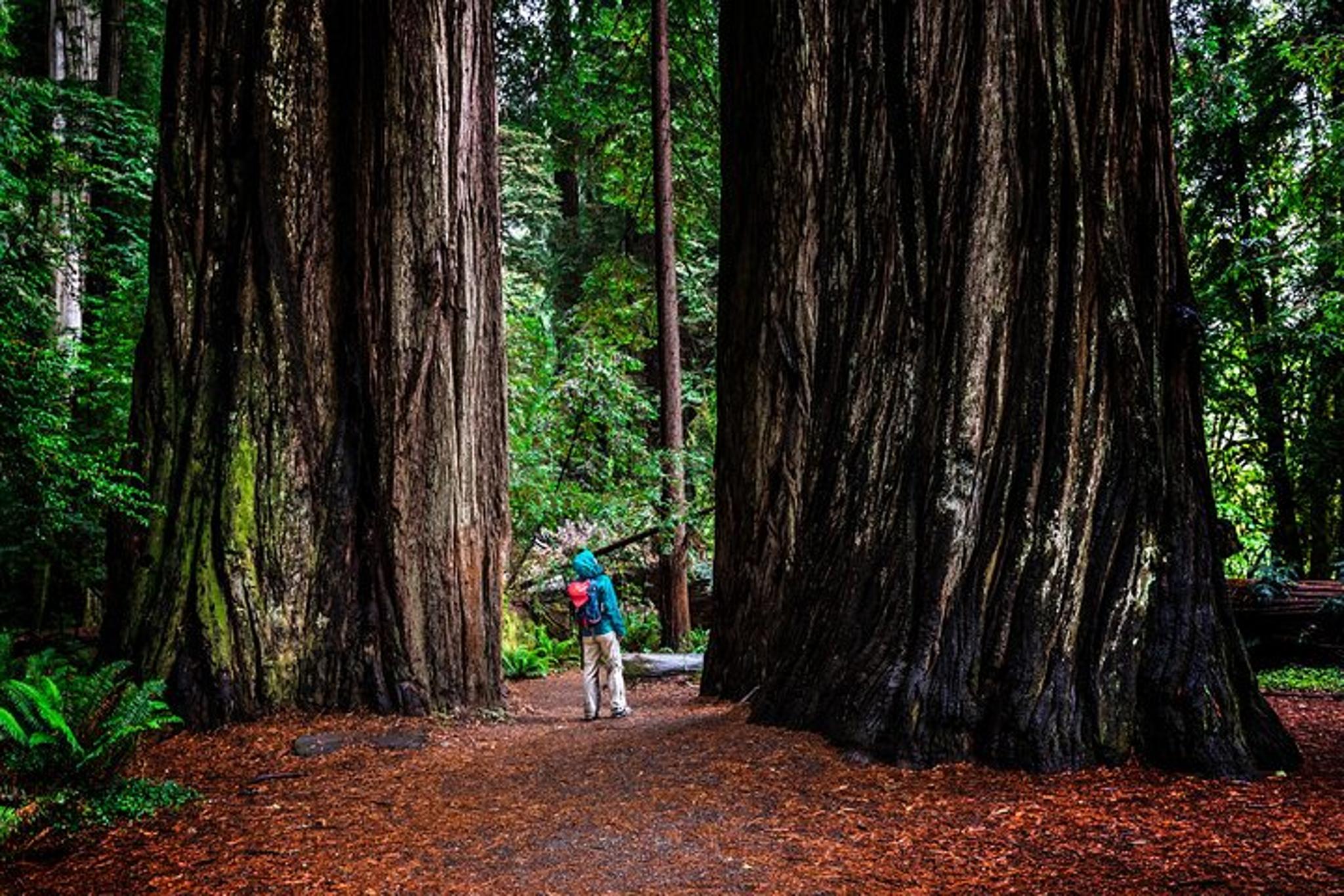 Sonoma Redwoods and Wine Country Tour - Image 4