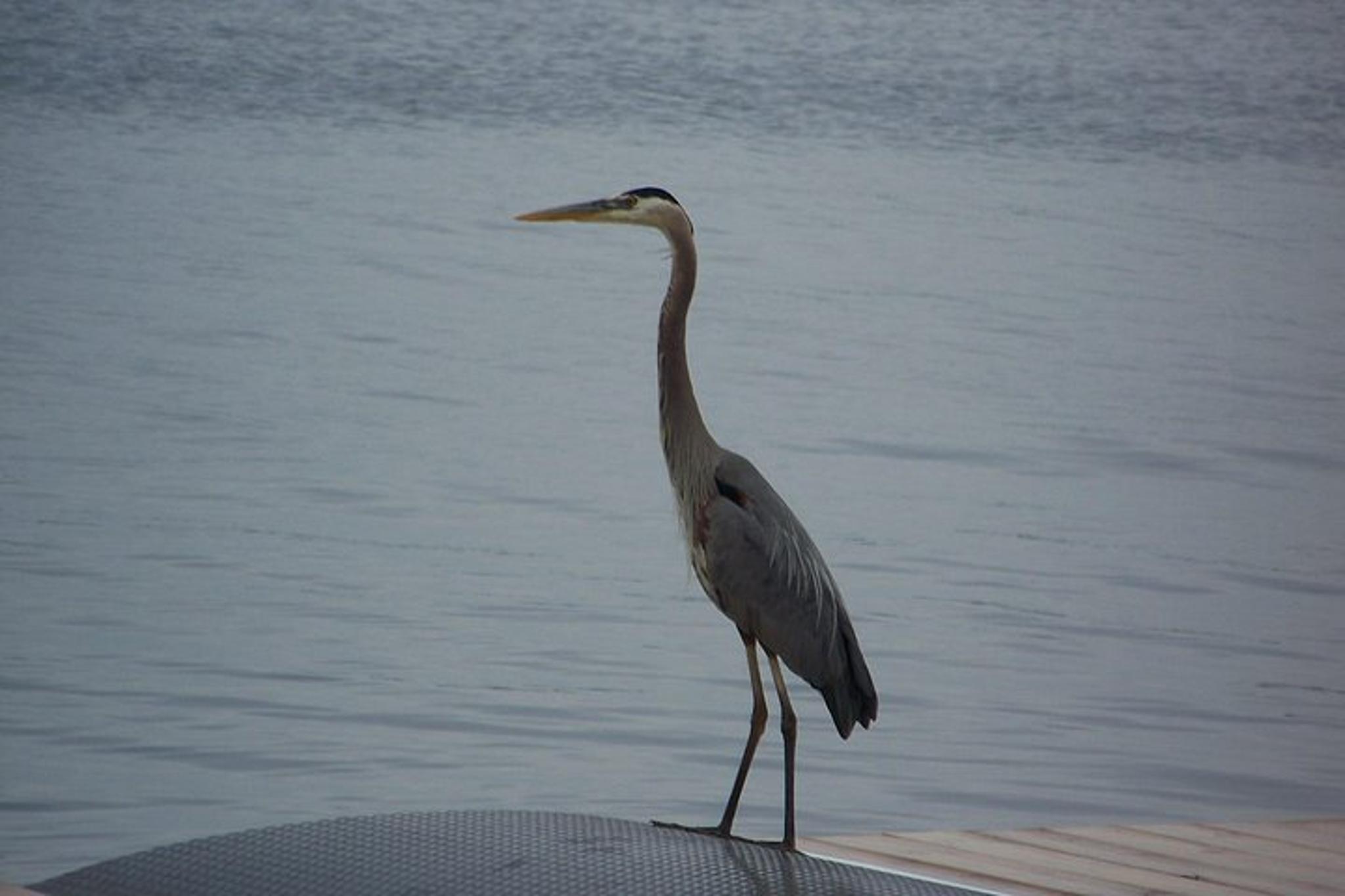 Clayton Sunset River Cruise - Image 3