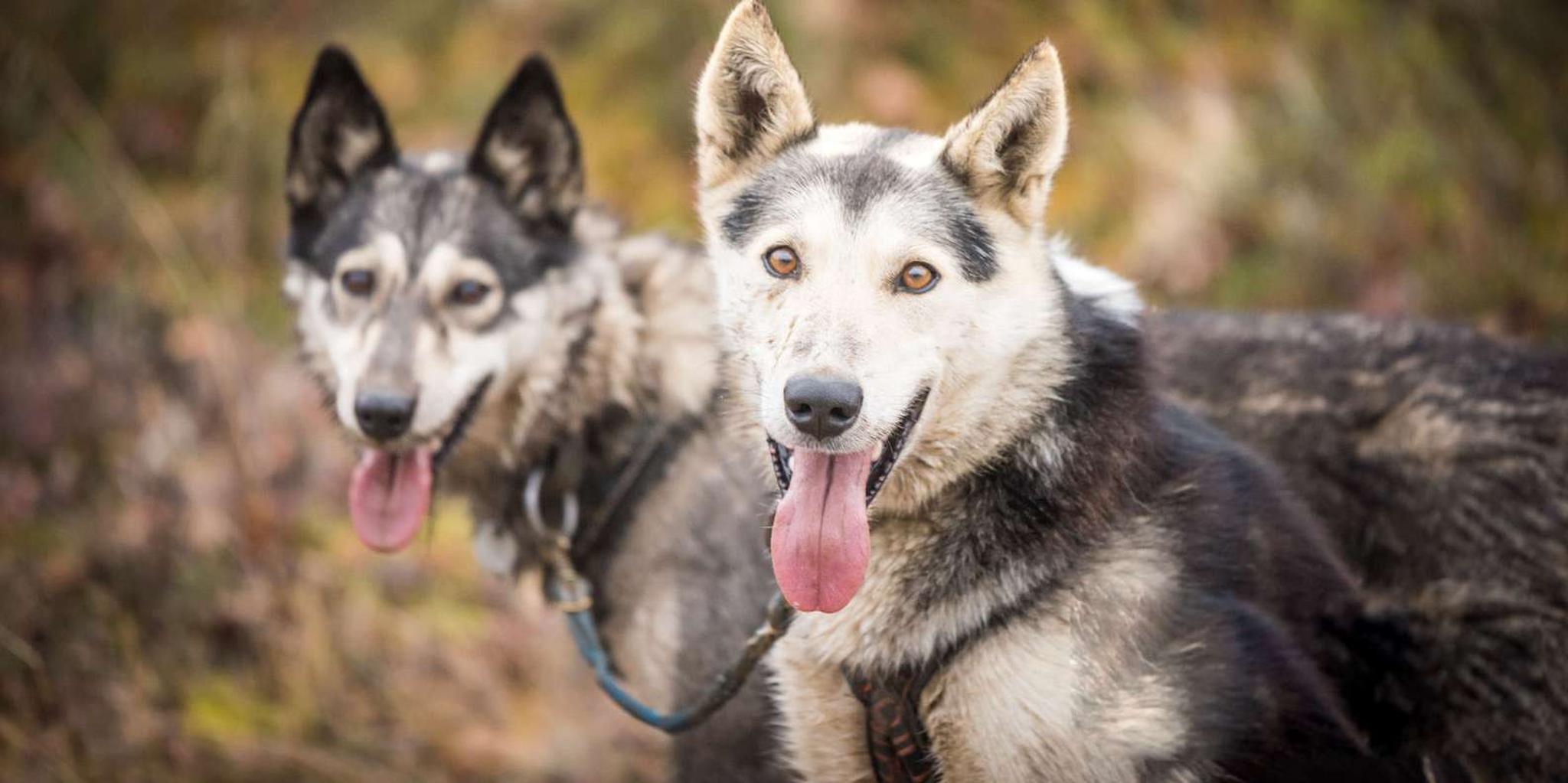 Fairbanks Dog Mushing UTV Adventure - Image 2