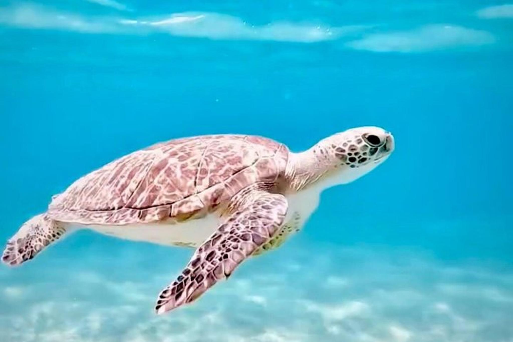 West Palm Beach Snorkeling Tour with Turtles 90 Min - Image 2