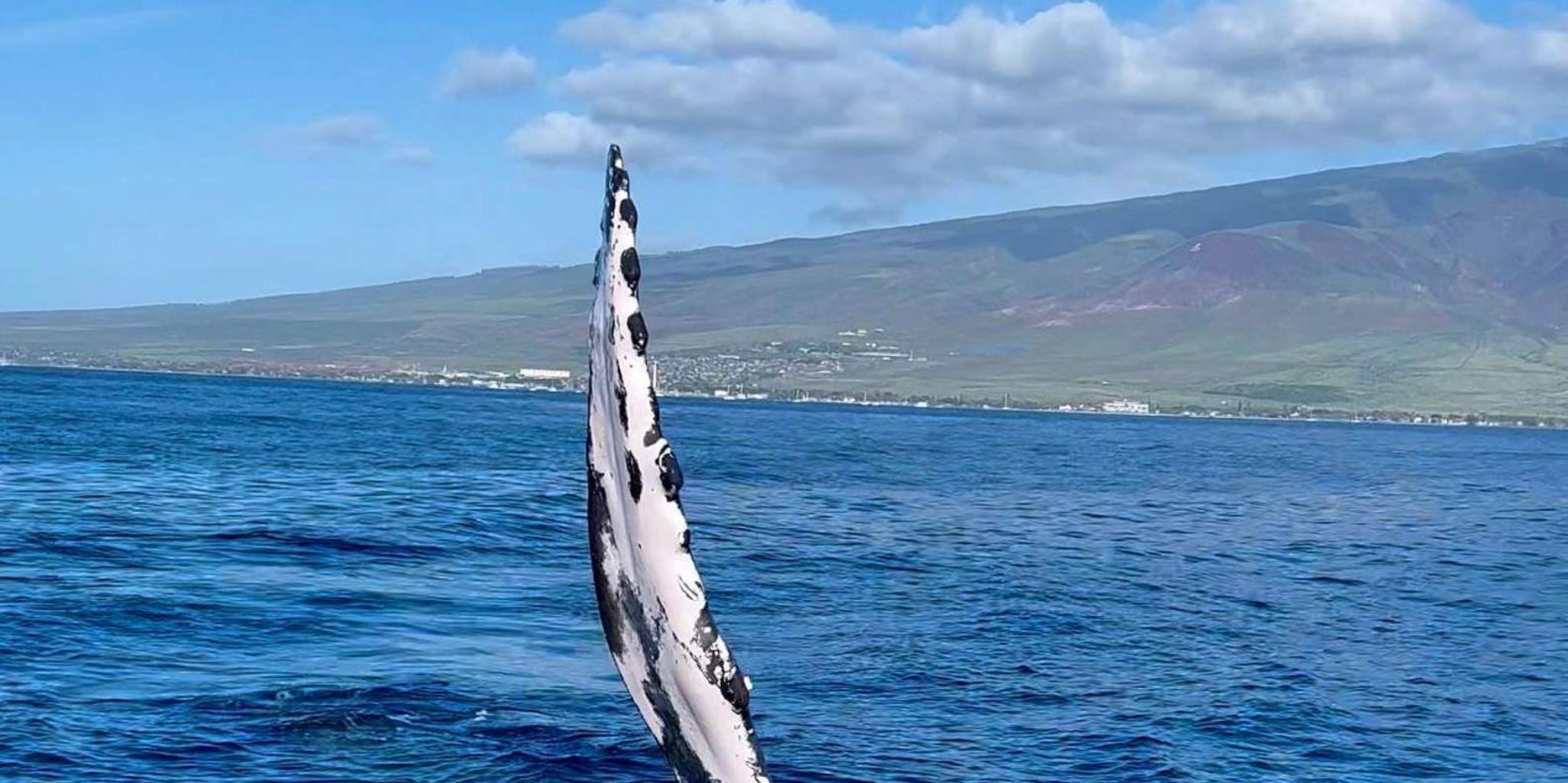Lahaina Whale Watching Tour at Sunrise - Image 2