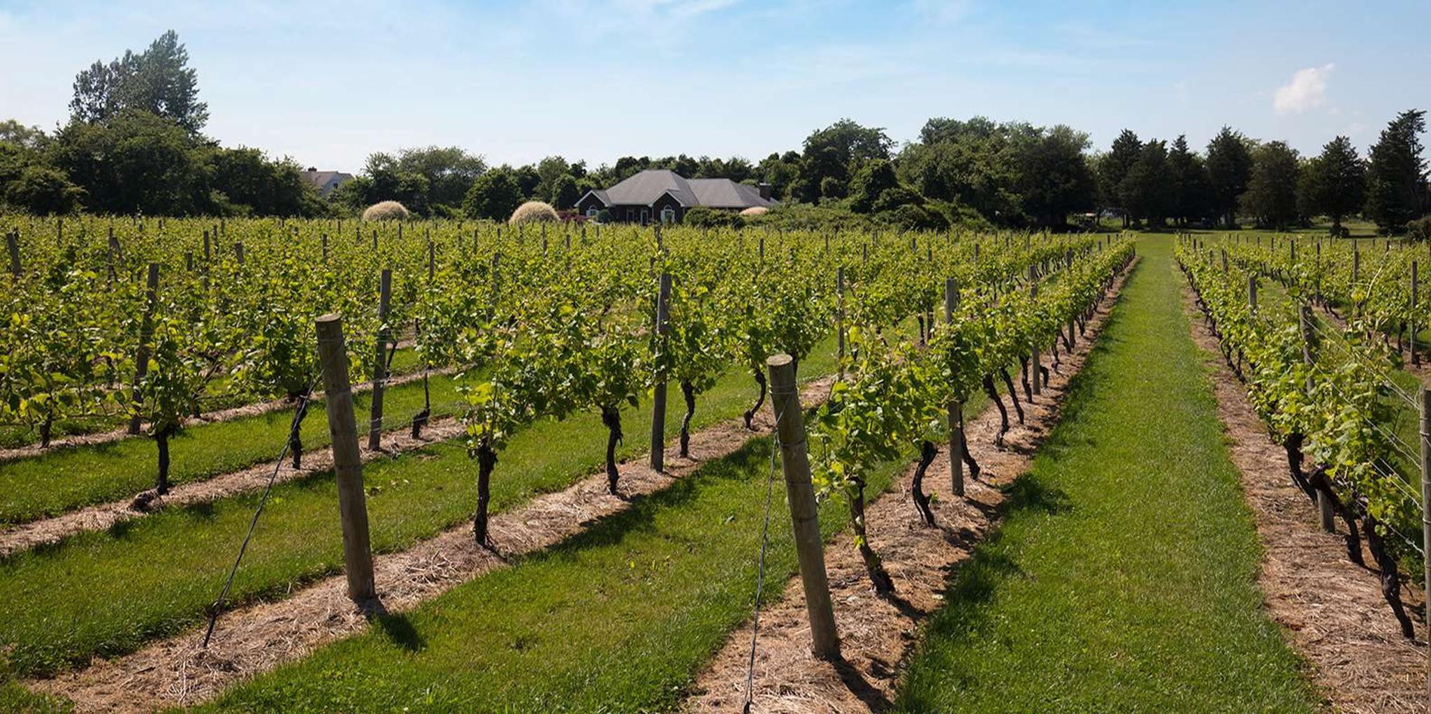 New York City Hamptons and Outlet Shopping Day Trip - Image 5