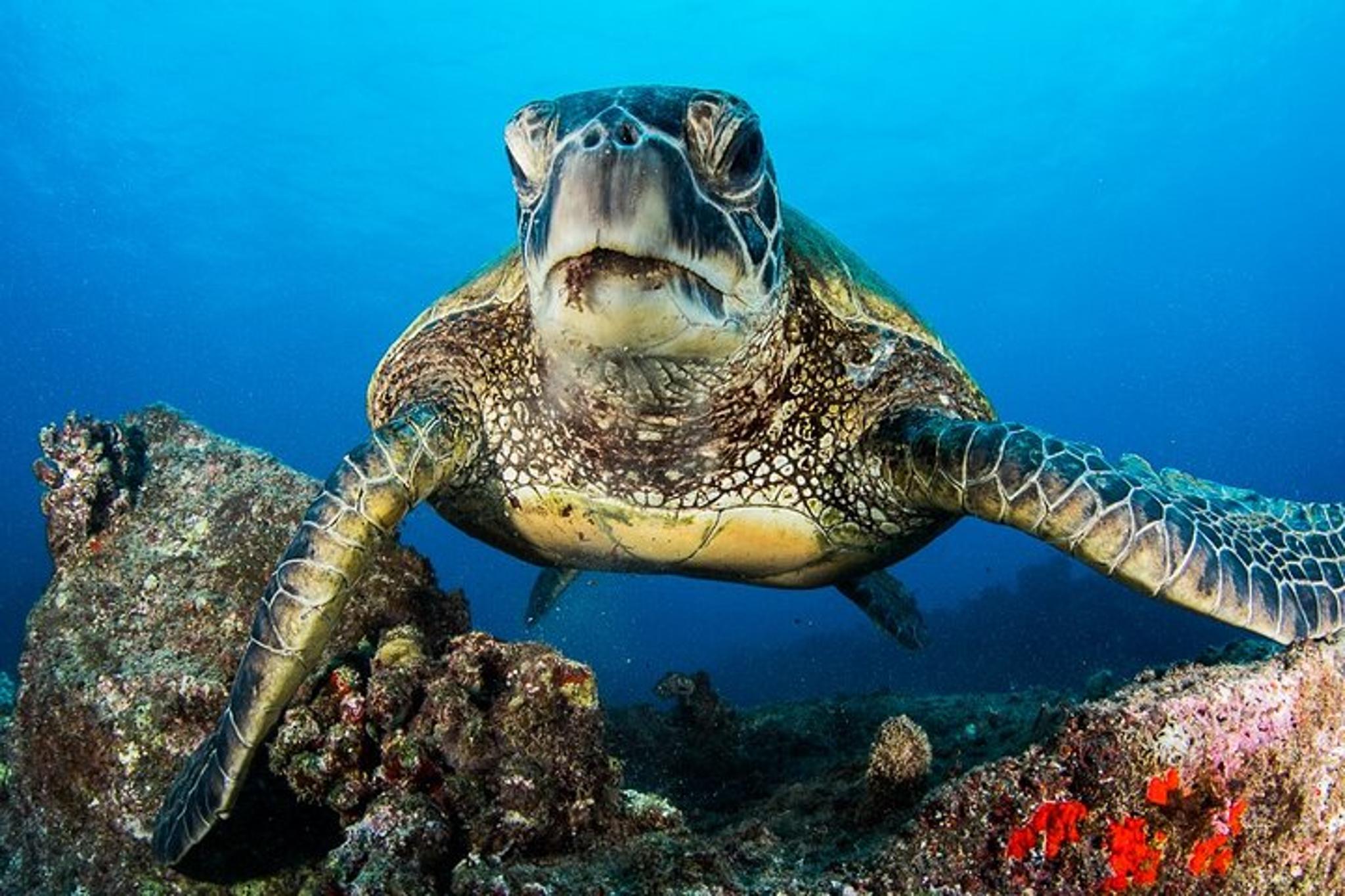 Kaua'i Scuba Diving Tour from a Boat