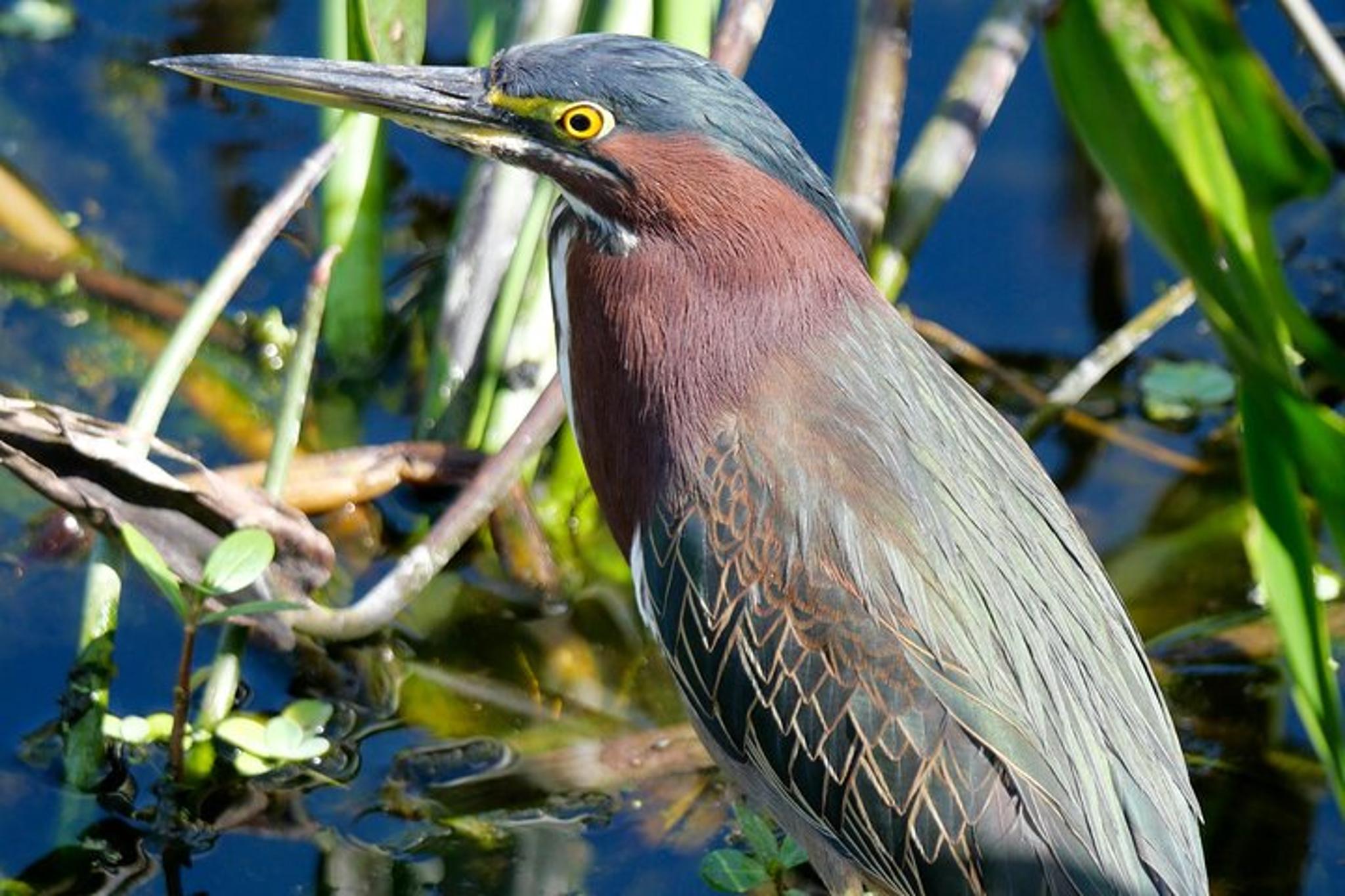 Orlando Wildlife Drive Eco Tour with Moonshine Tasting - Image 6