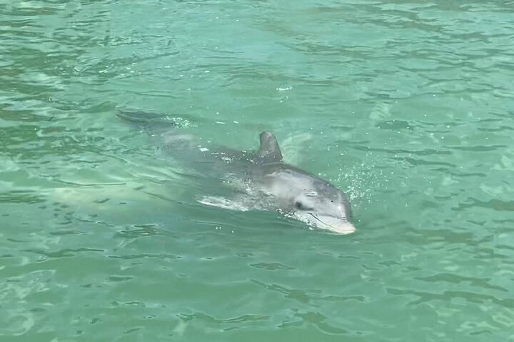 Fort Myers Dolphin and Sandbar Cruise 4 hr - Image 3
