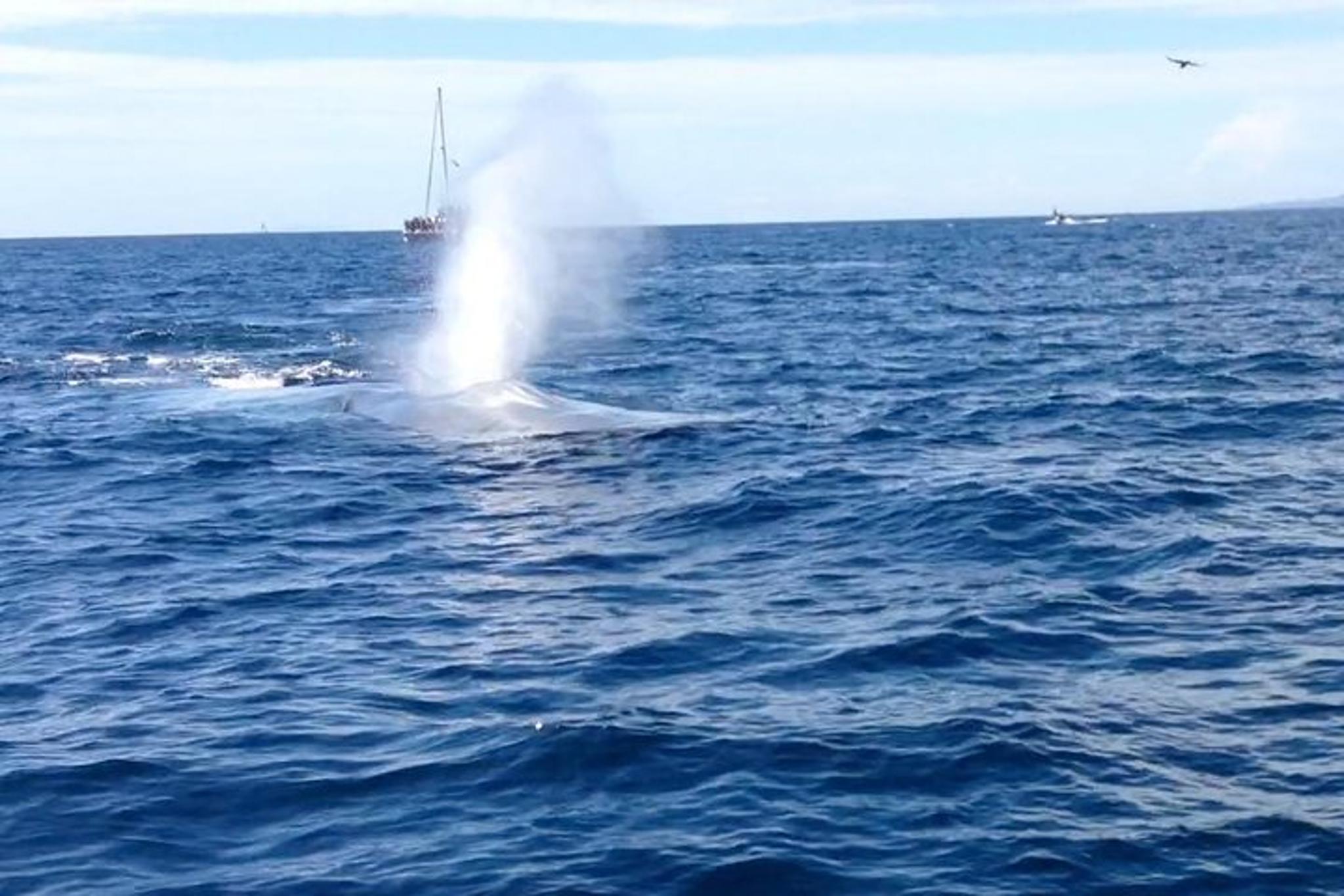 California Whale Watching and Fishing Excursion - Image 5