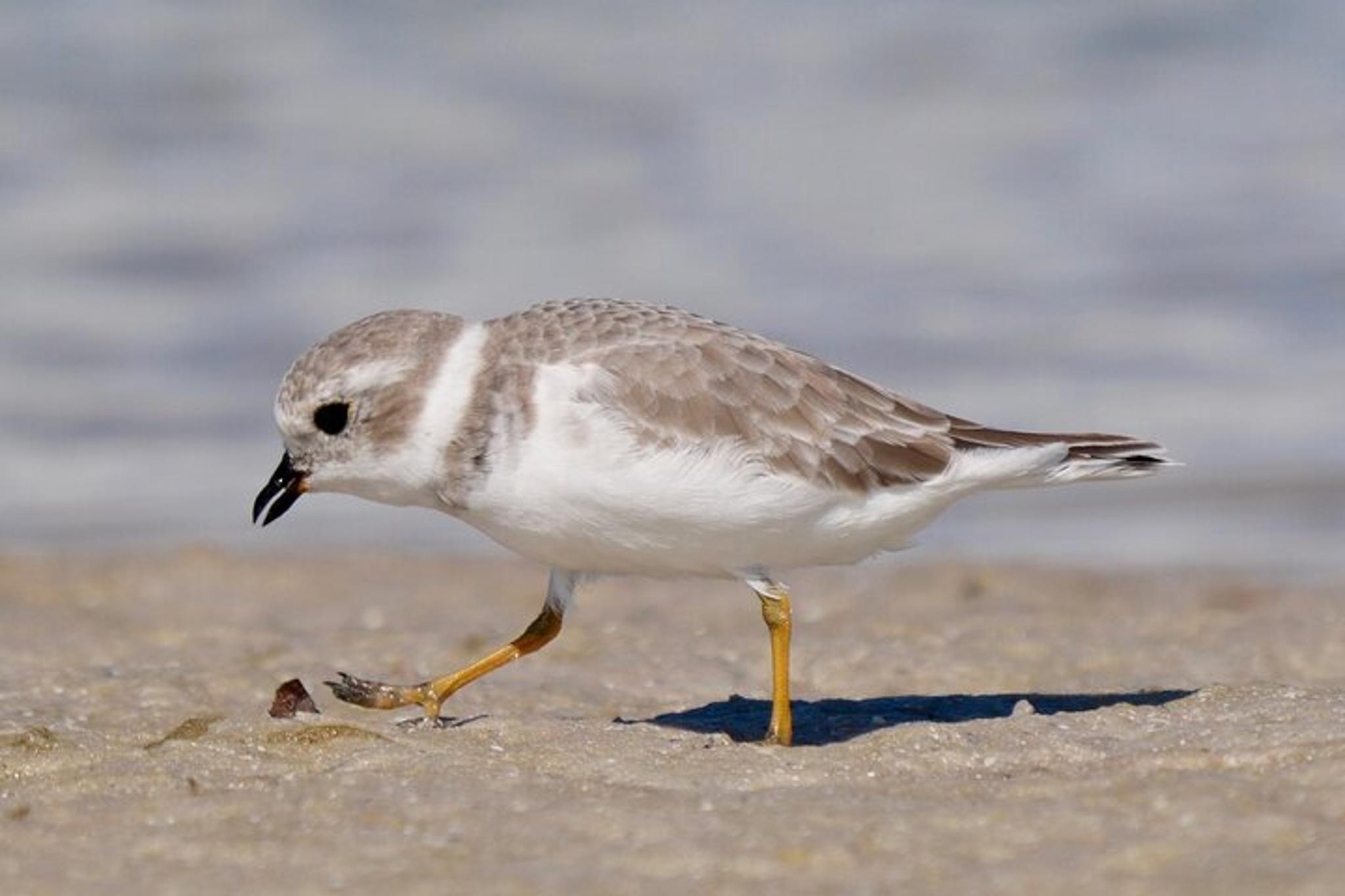 St. Petersburg Bird Watching Tour at Fort De Soto Park - Image 3