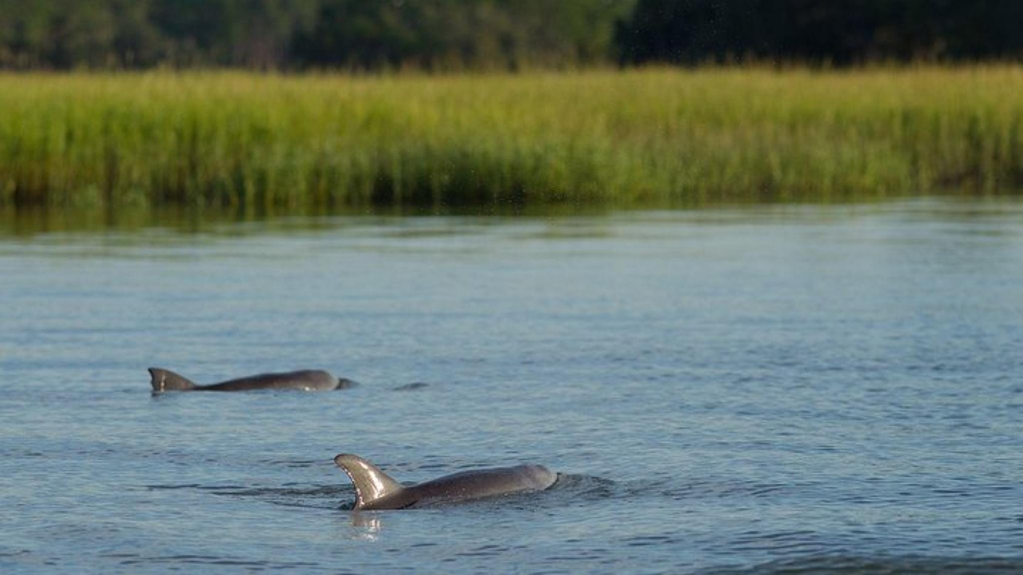 Hilton Head Dolphin and Nature Tour 90 min - Image 4