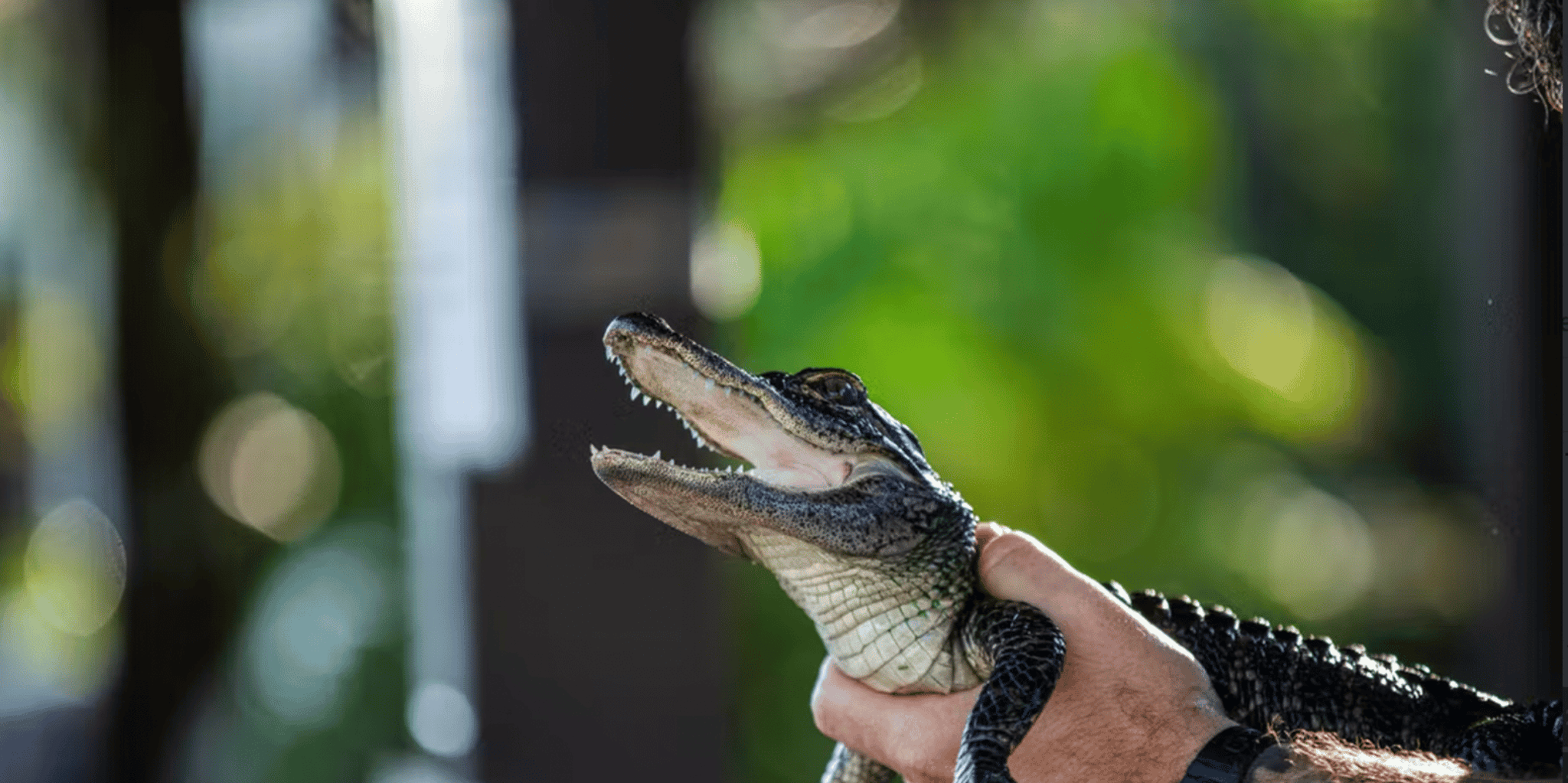 Florida Everglades Airboat and Reptile Exhibit Tour