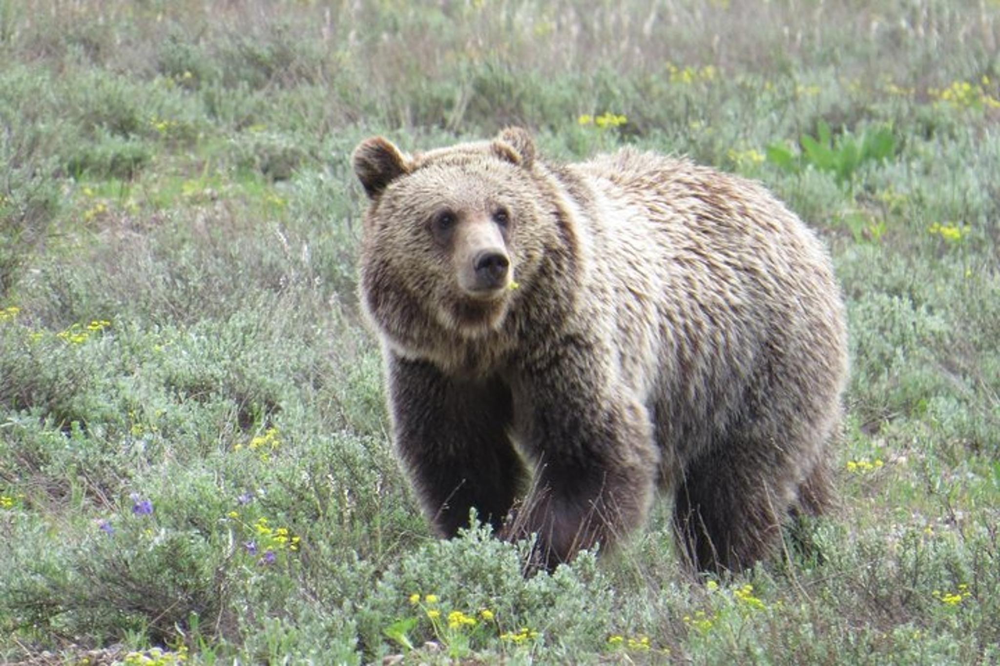 Yellowstone National Park Private Tour 2 Days - Image 3