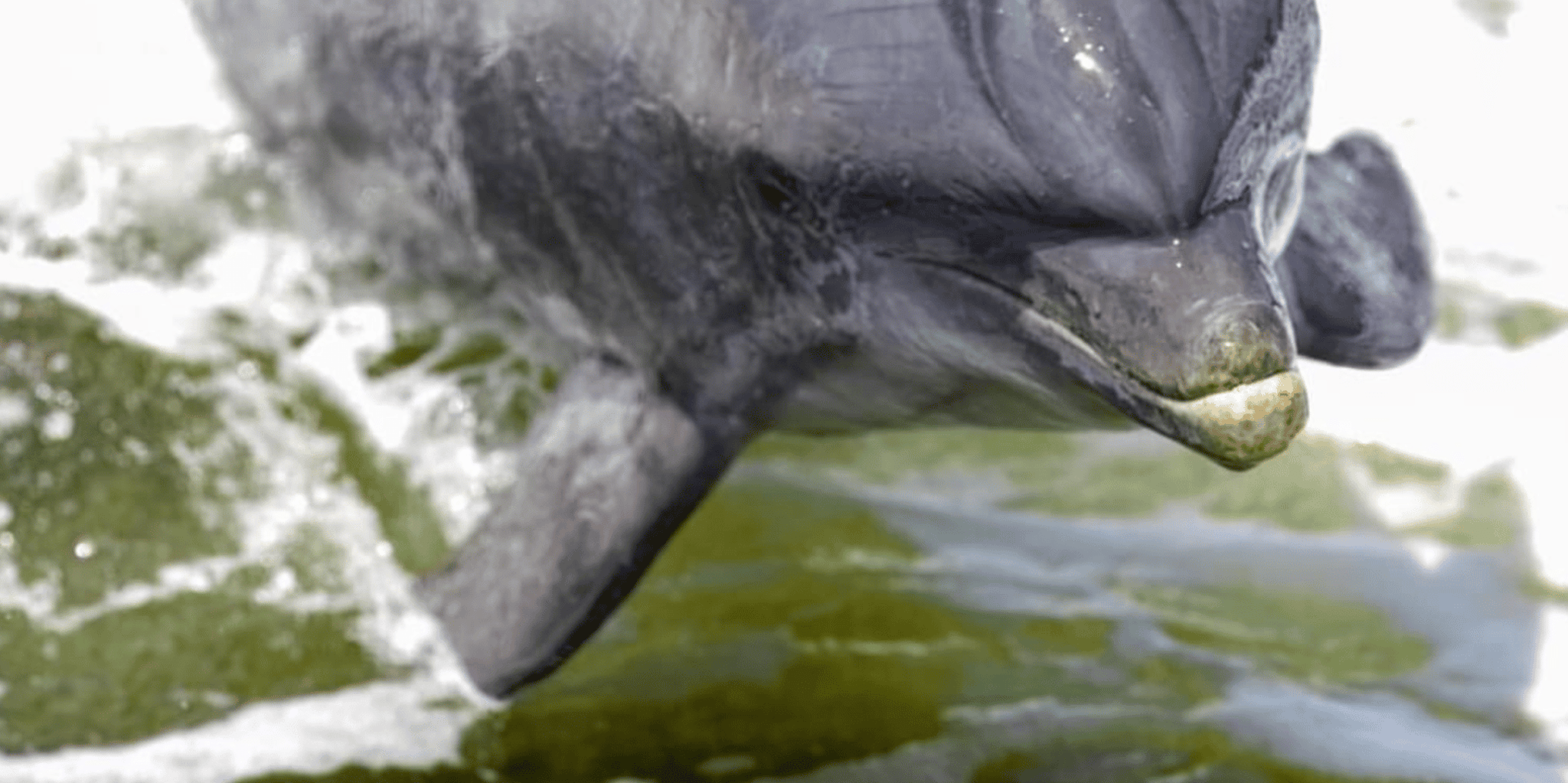 Pensacola Beach Dolphin Sightseeing Tour - Image 6