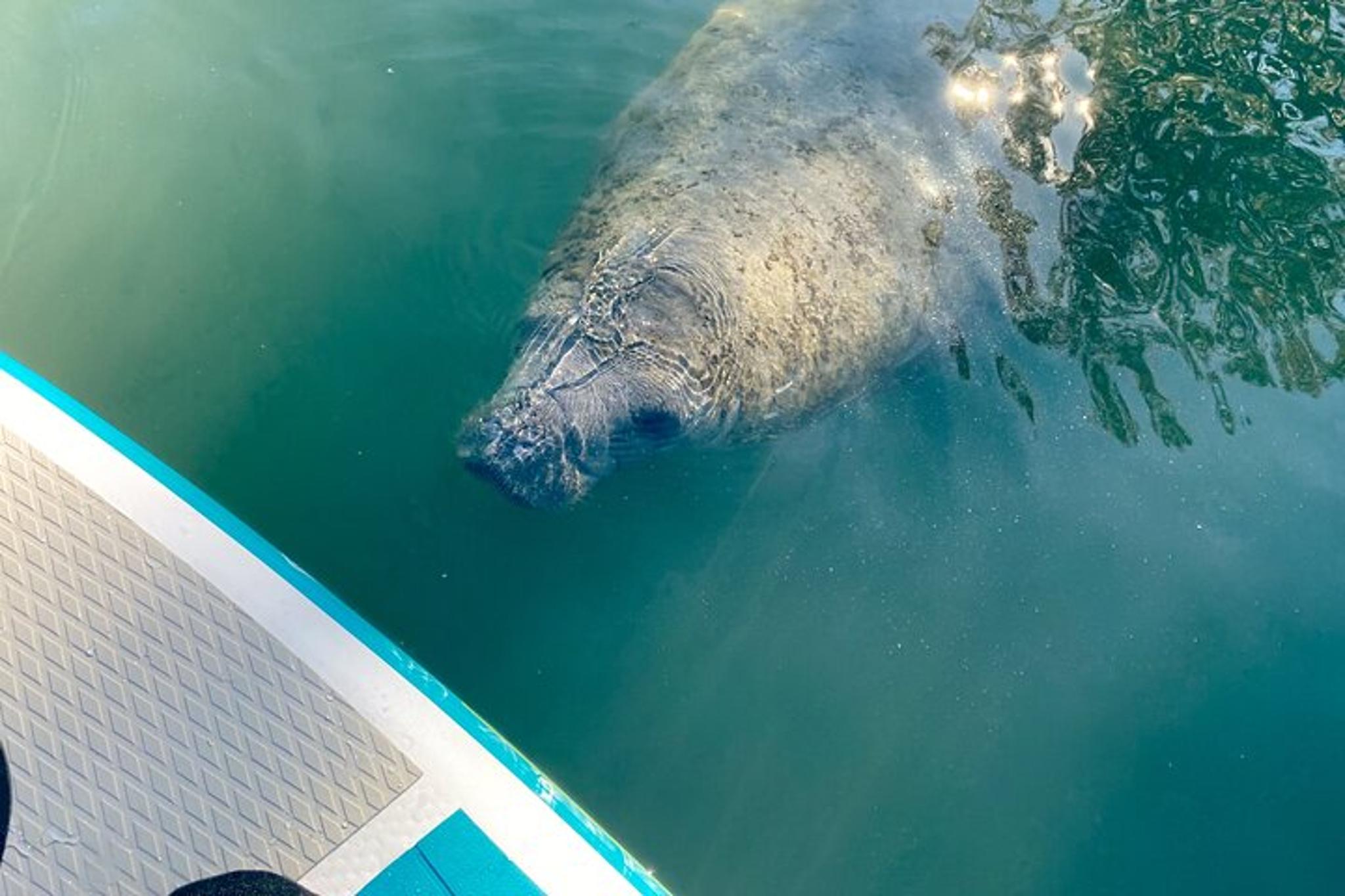 Crystal River Paddle Board Rental 2 hr