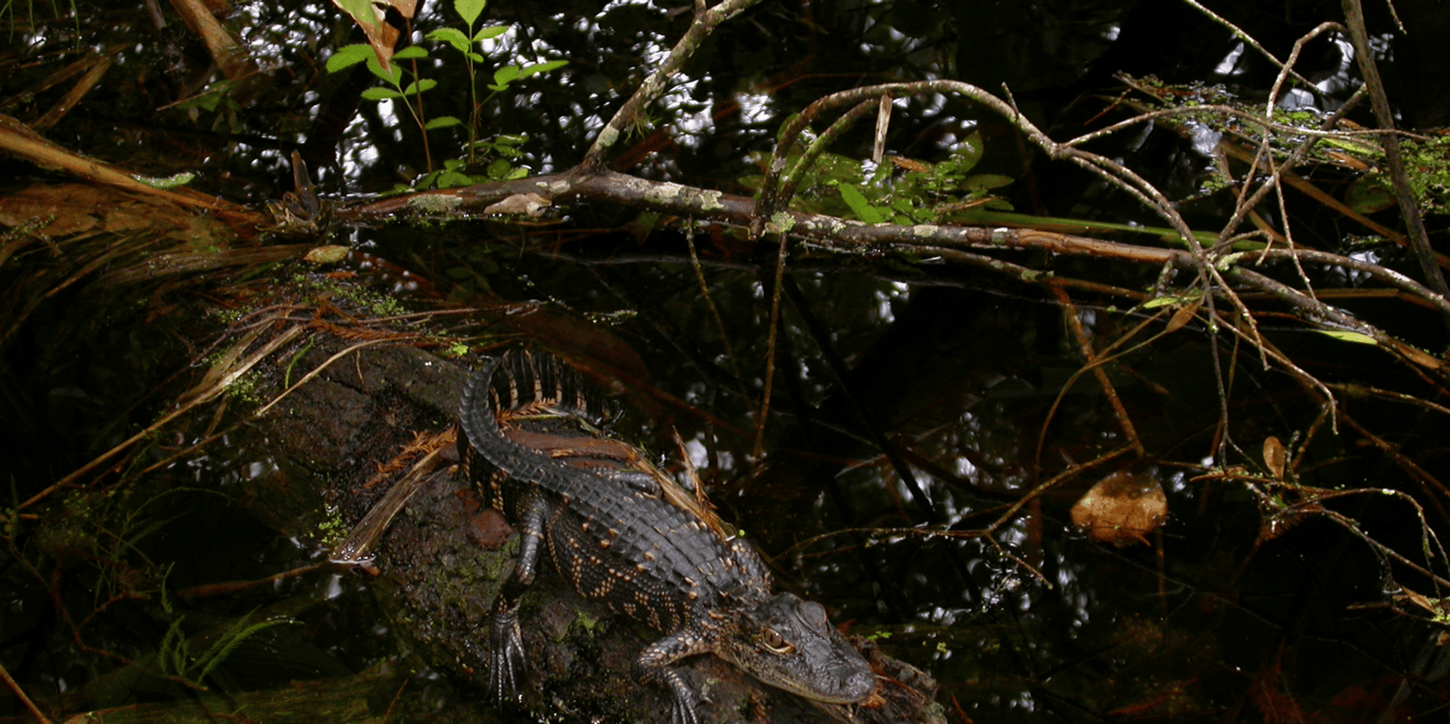 Everglades Day Safari from Fort Myers - Image 2