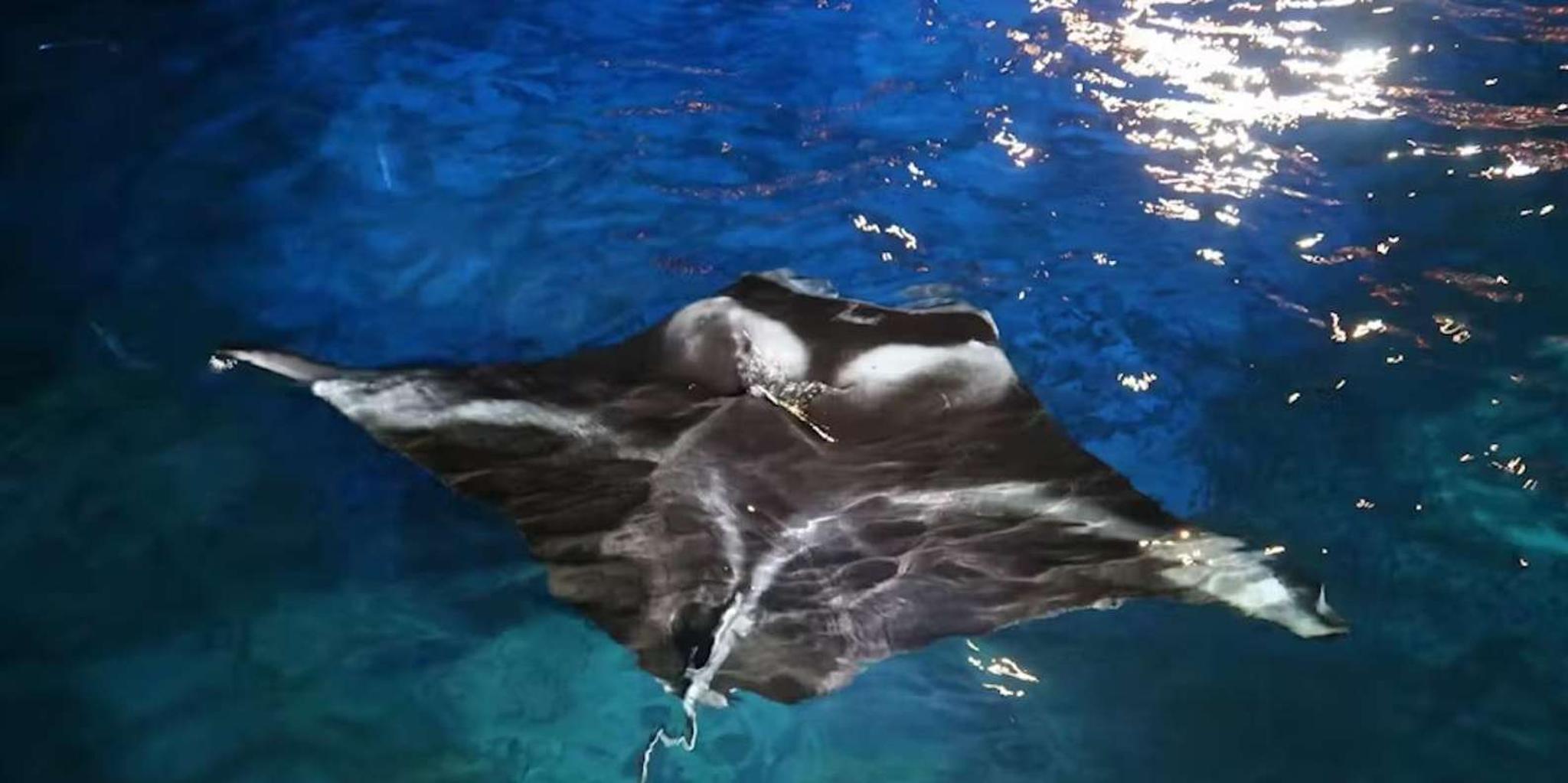 Kona Manta Ray Night Snorkel - Image 6