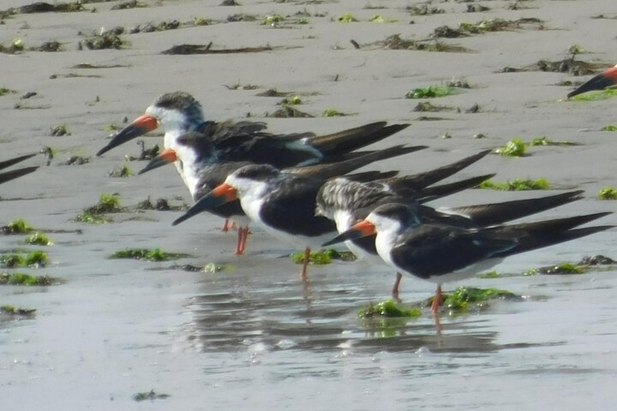 Cape May Eco Cruise at Sunset 2 hr - Image 2