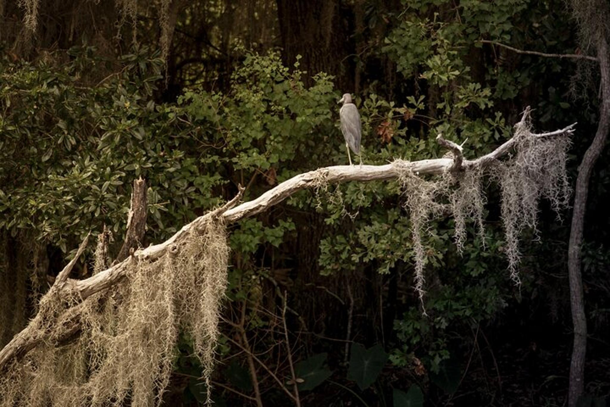 Louisiana Swamp Experience - Image 6