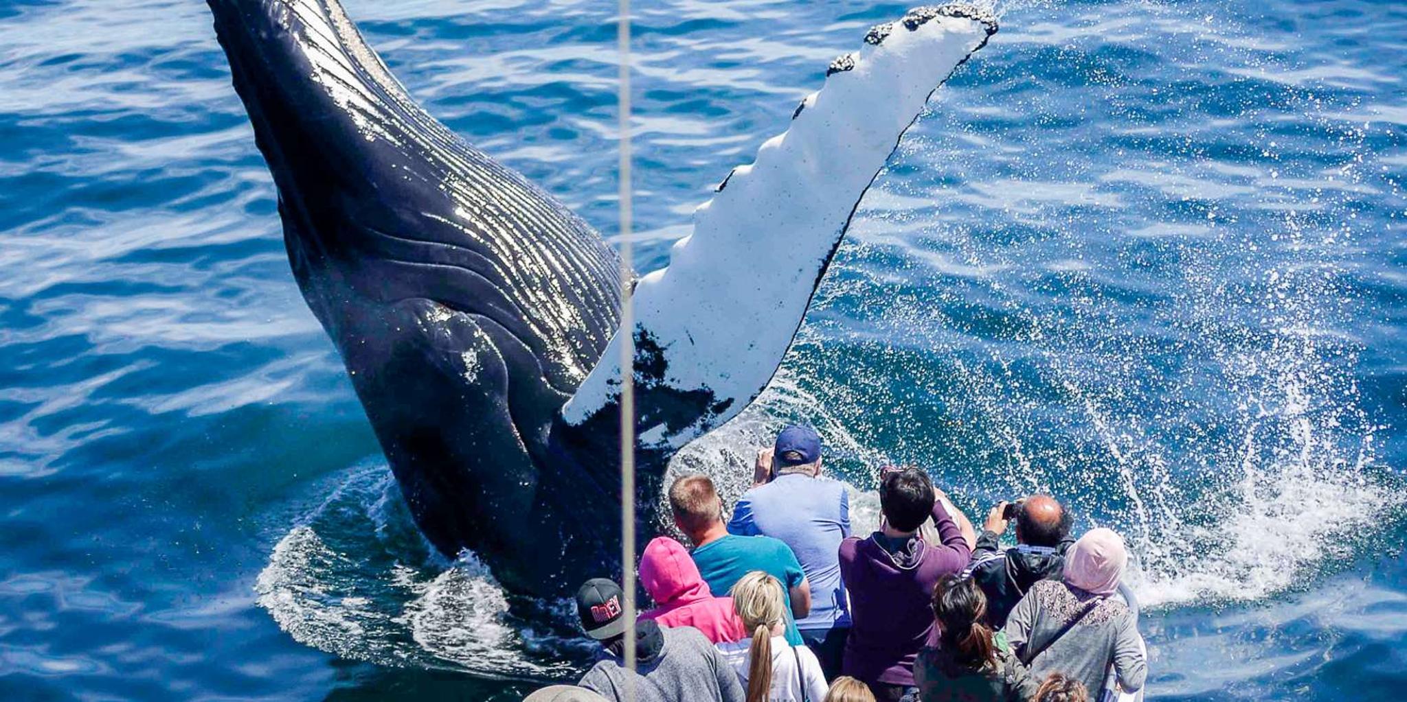 Boston Whale Watching Cruise by High-Speed Boat - Image 1