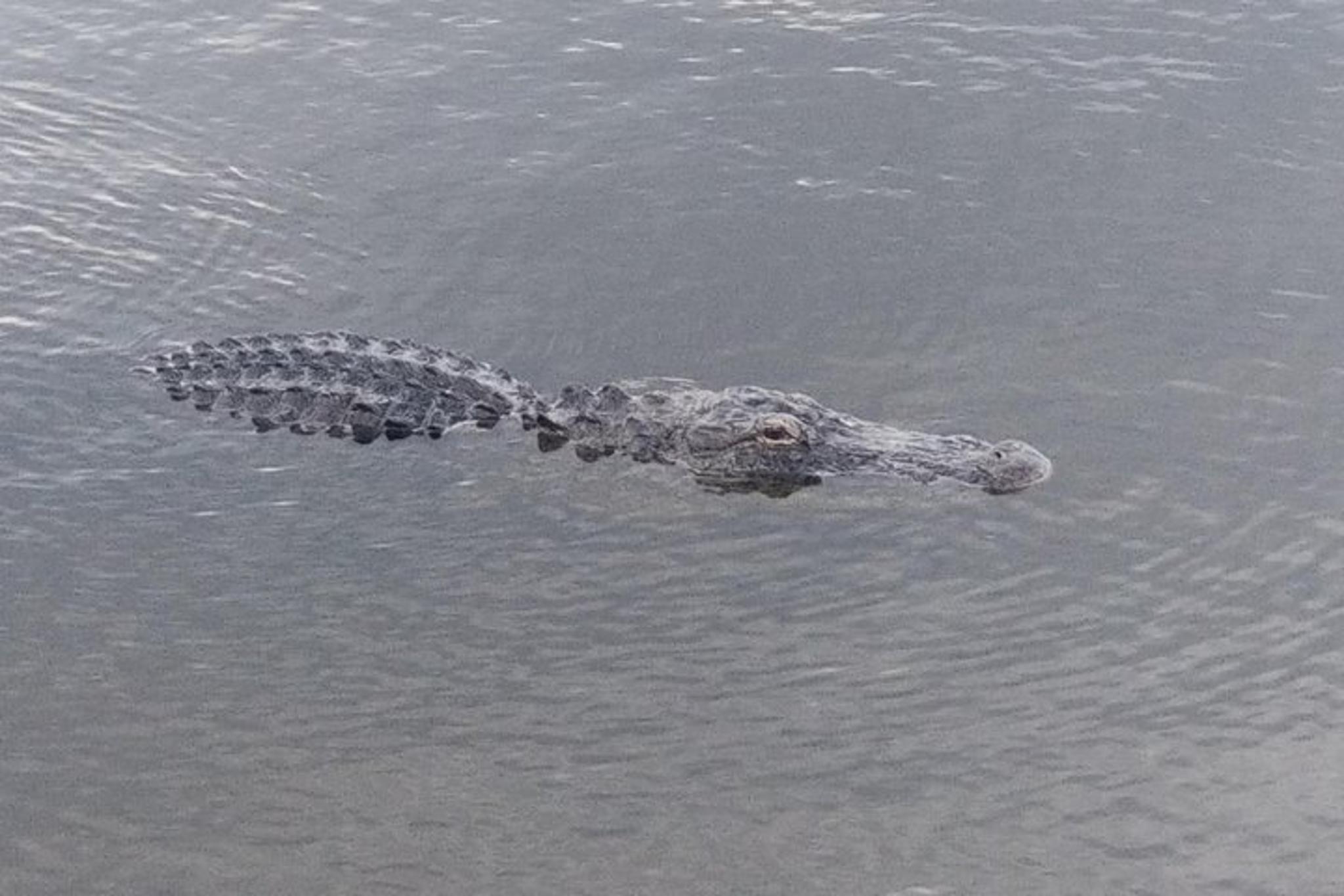 Palm Beach Air Boat Tour in The Swamp Monster 90 min - Image 3