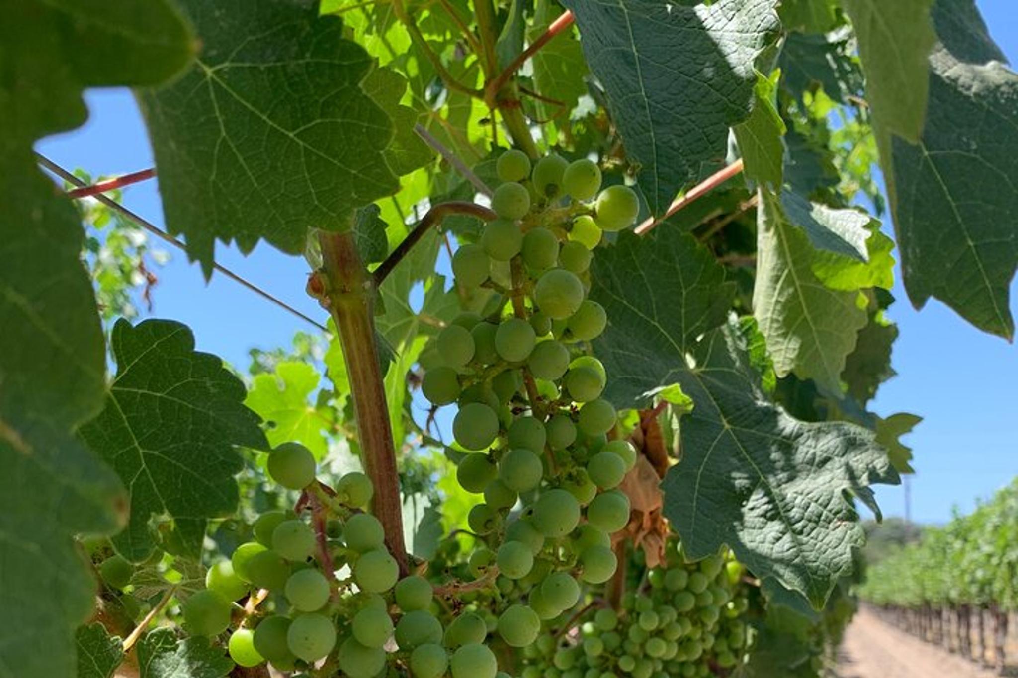 Napa & Sonoma Wine Tour 8 hr Private SUV - Image 5