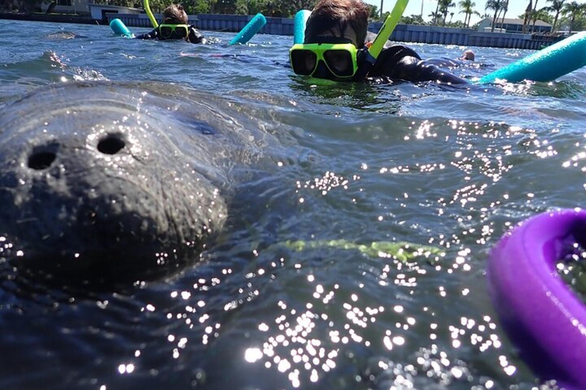 Crystal River Manatee Snorkeling Tour - Image 6