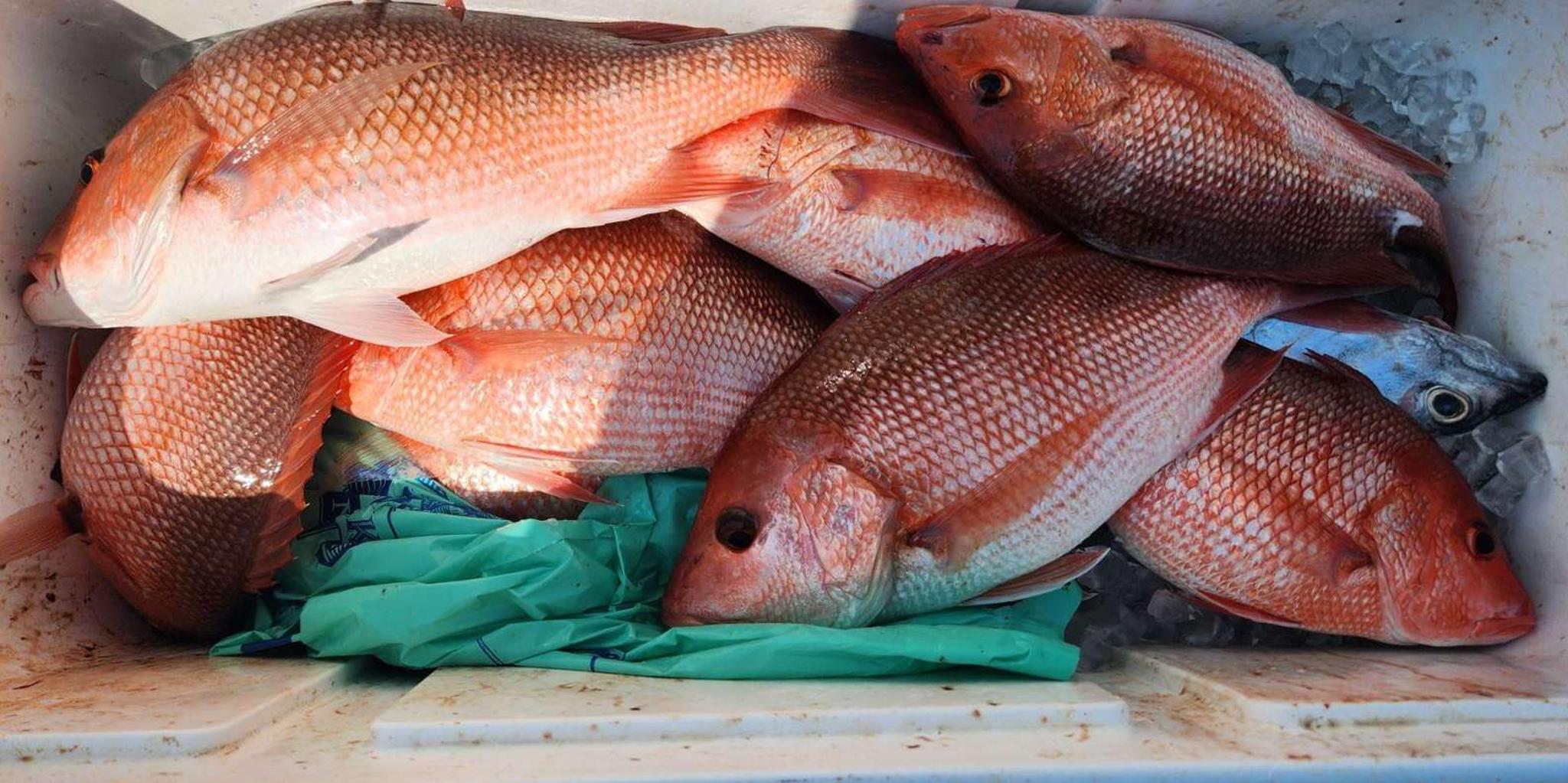 Destin Fishing Charter - Image 6