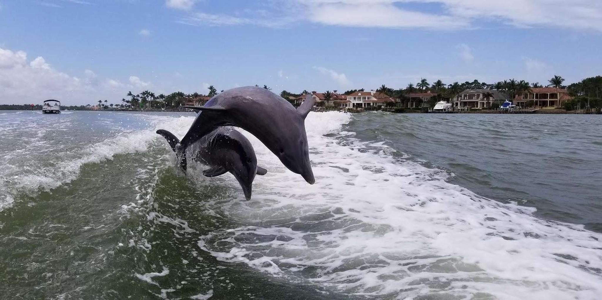 Naples Dolphin Watch and Shelling Cruise - Image 4