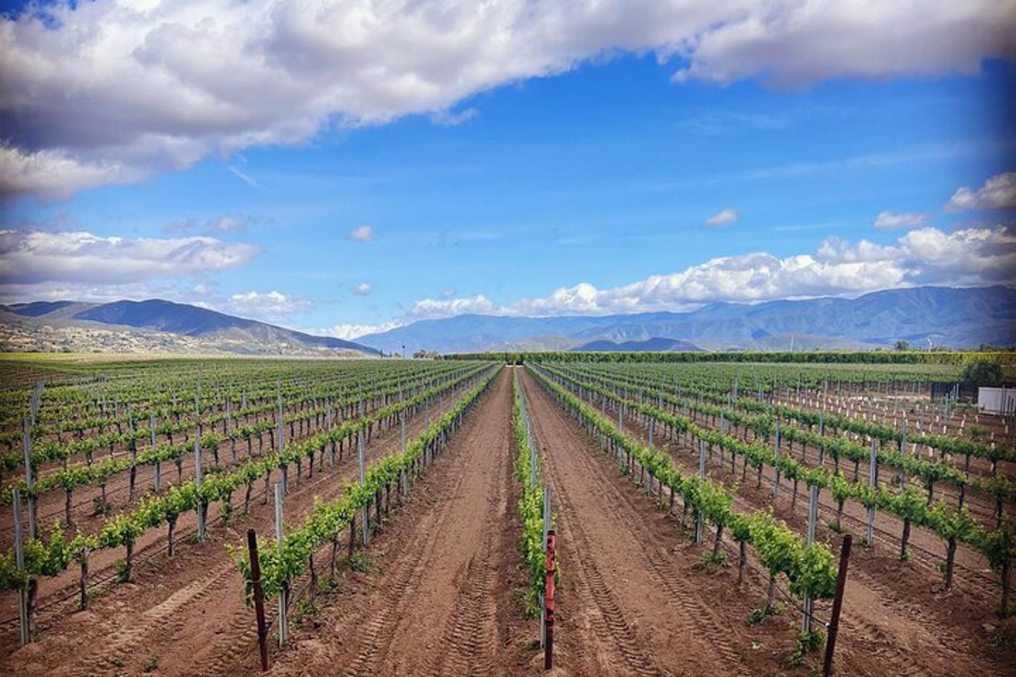 Temecula Wine Tour from Murrieta - Image 6