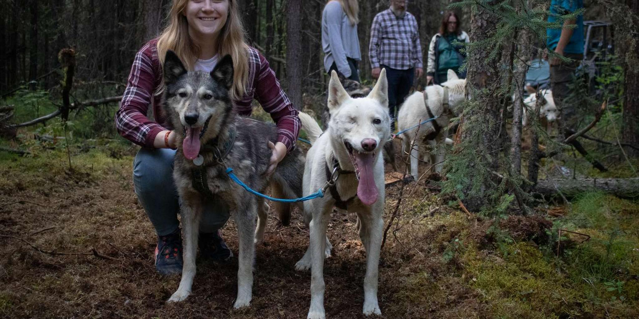 Fairbanks Mushing Cart Ride and Kennel Tour - Image 3