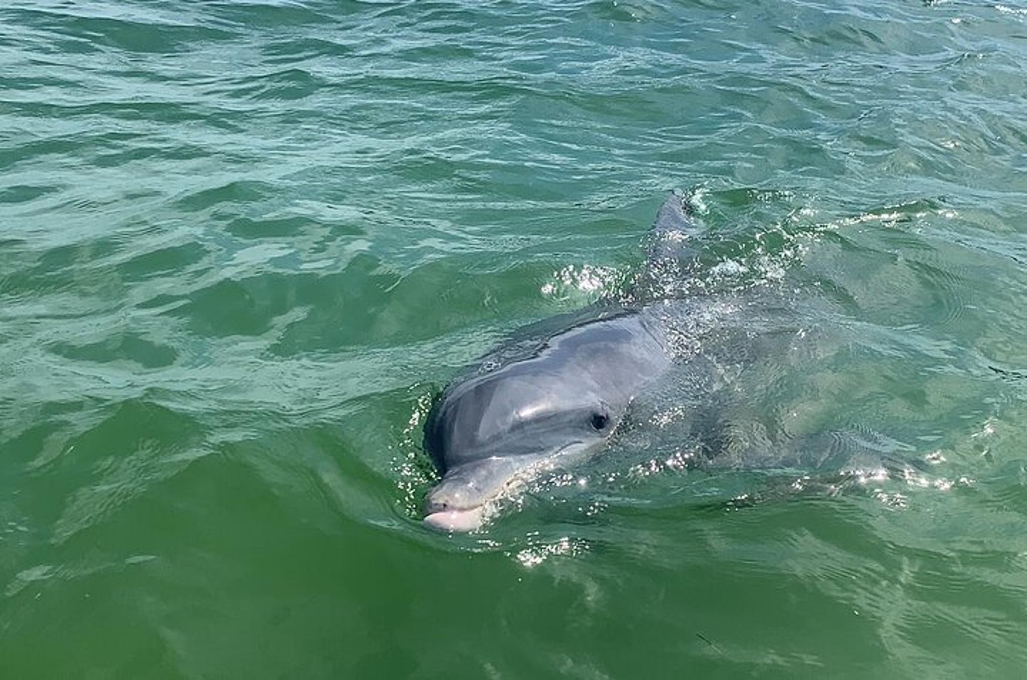 Cape Coral Dolphin Sightseeing Boat Tour