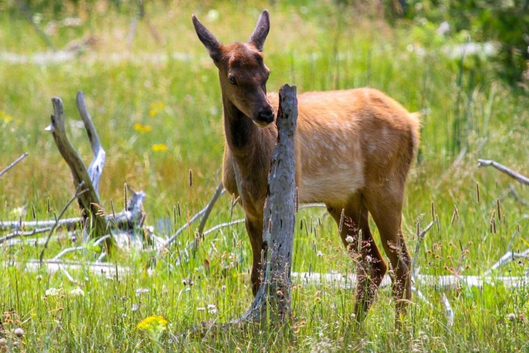 Yellowstone Upper Loop Tour with Lunch - Image 3