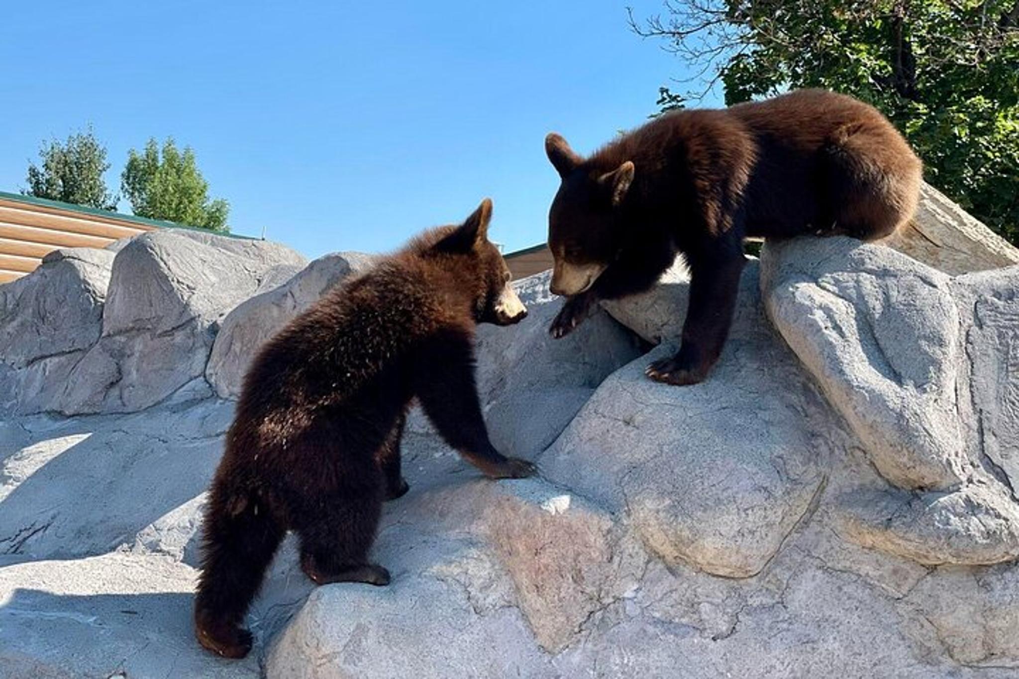 Yellowstone Private Tour with Surprise Activity - Image 5