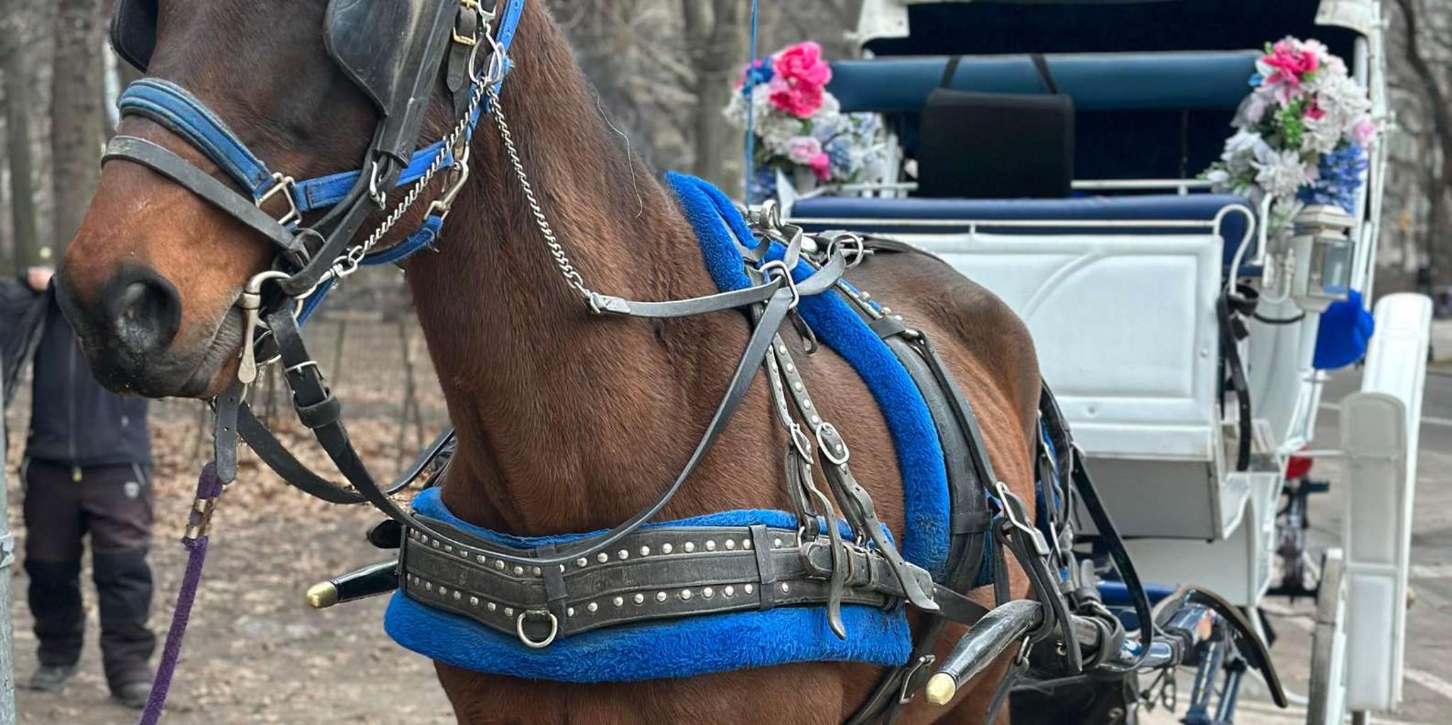 New York Central Park Horse Carriage Ride - Image 6