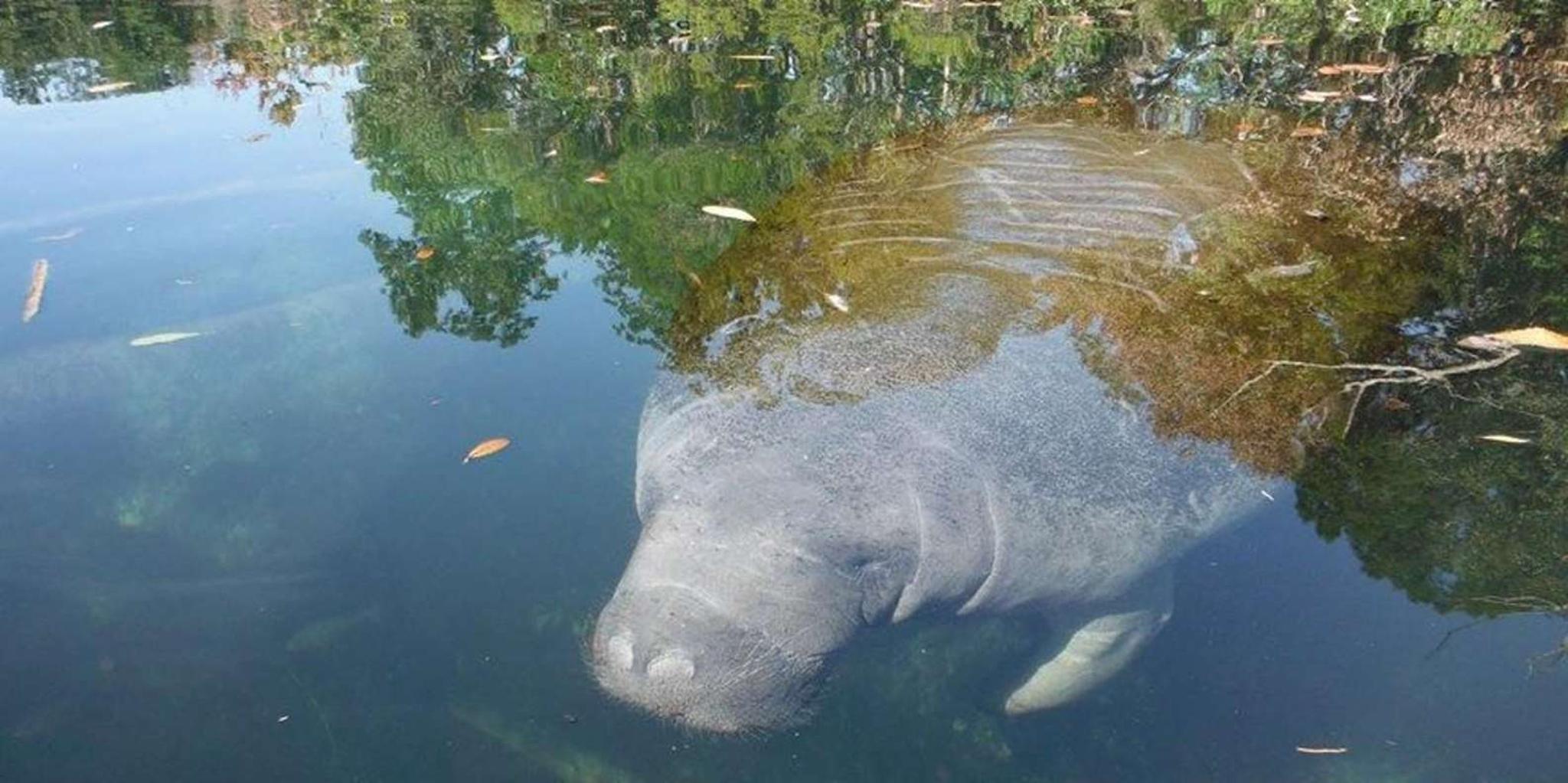 Crystal River Manatee Viewing Cruise 1.5 hr