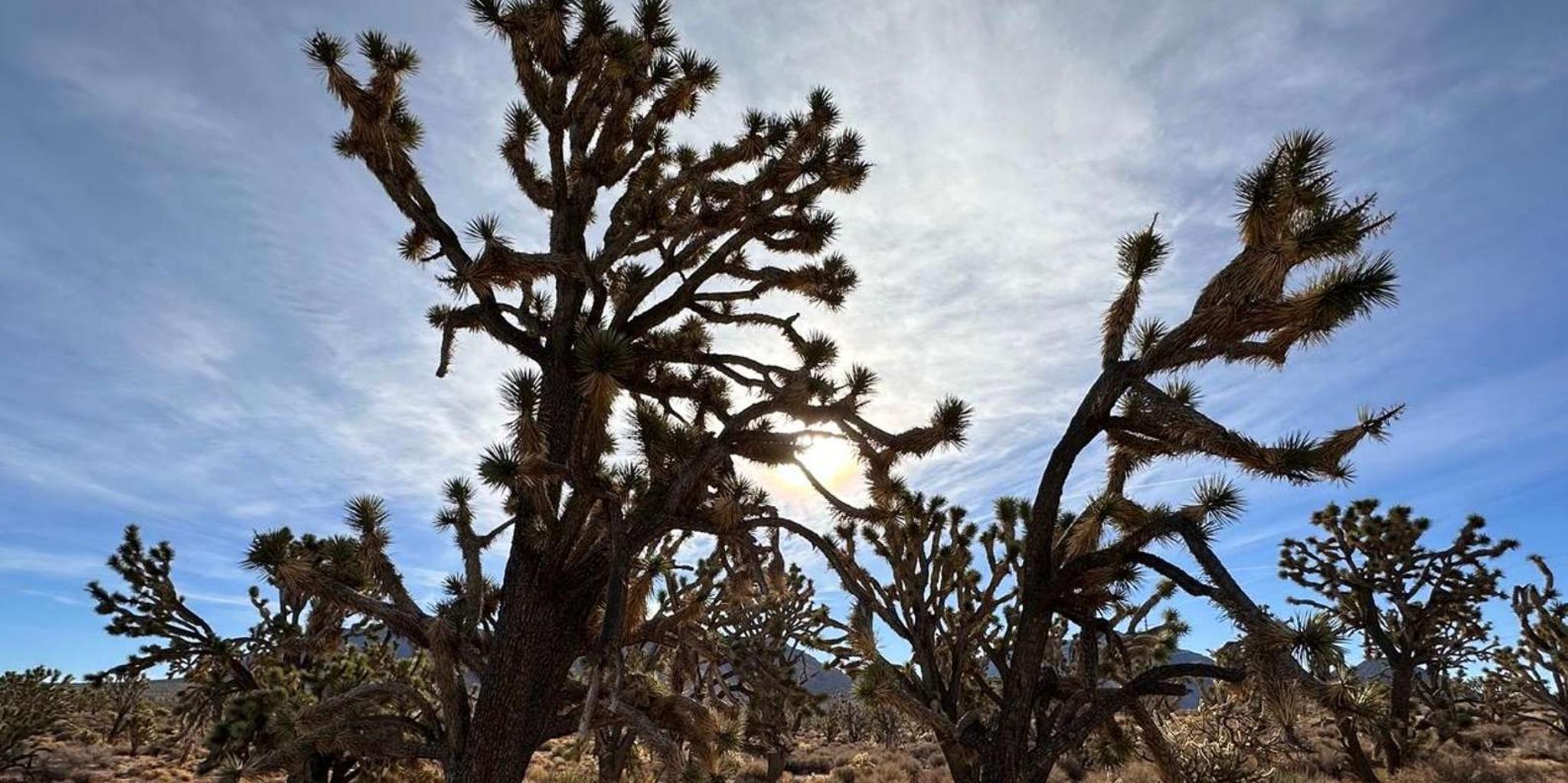 Las Vegas Grand Canyon French-Guided Tour 11 hr - Image 2