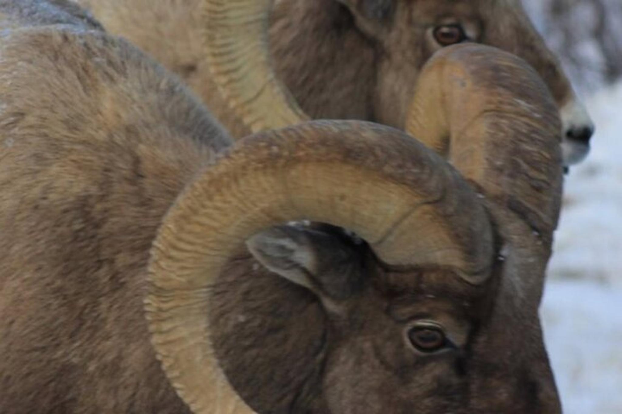 Grand Teton National Park Private Tour - Image 3