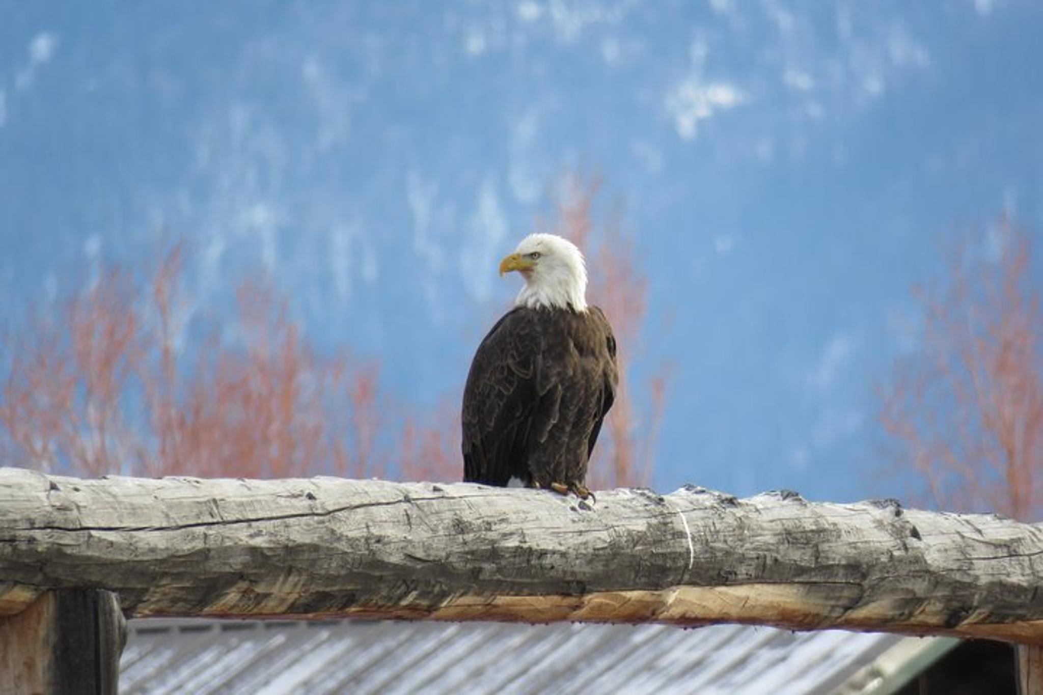 Jackson Hole Wildlife Tour in Grand Teton Park - 4 hr - Image 5