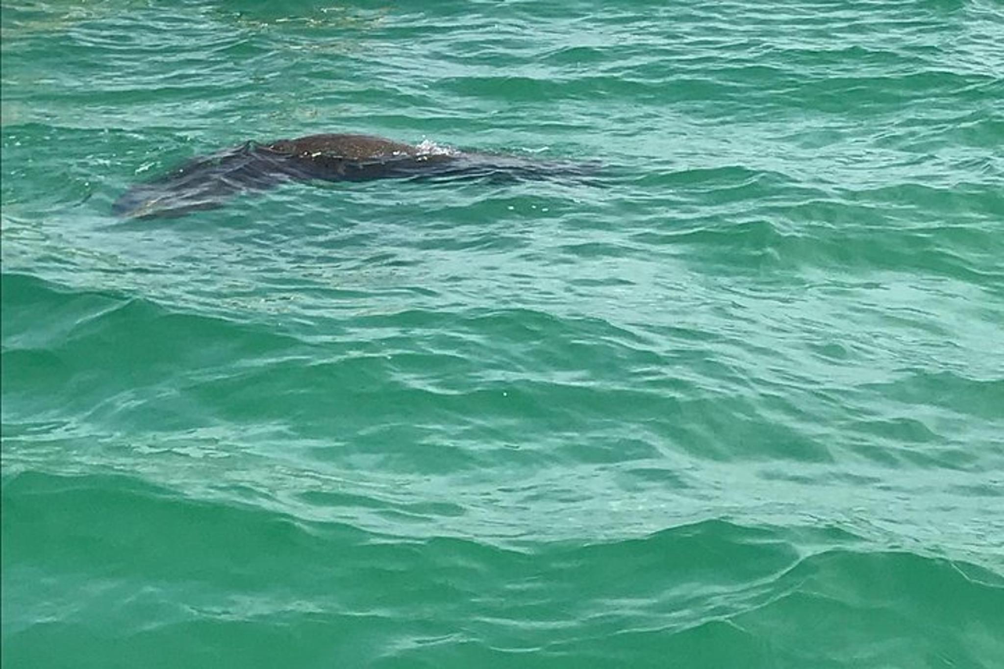 Egmont Key Snorkeling and Dolphin Tour - Image 3