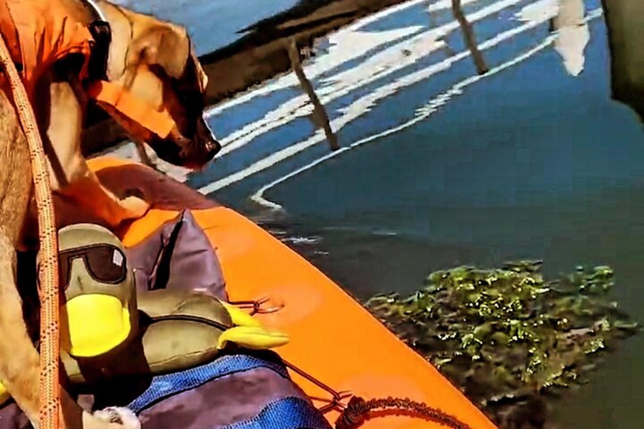 Fayette County Paddle Board Adventure - Image 5