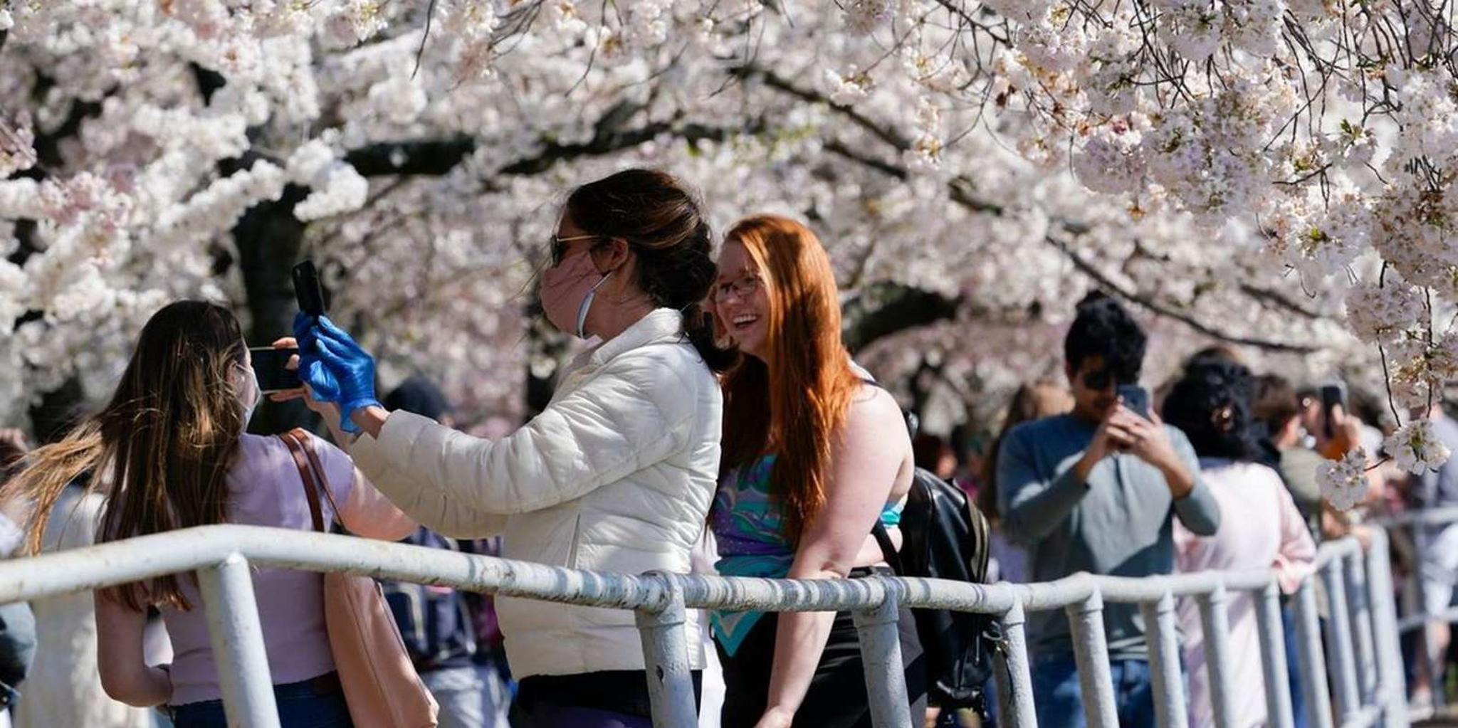 Washington DC Cherry Blossom Walking Tour - Image 2
