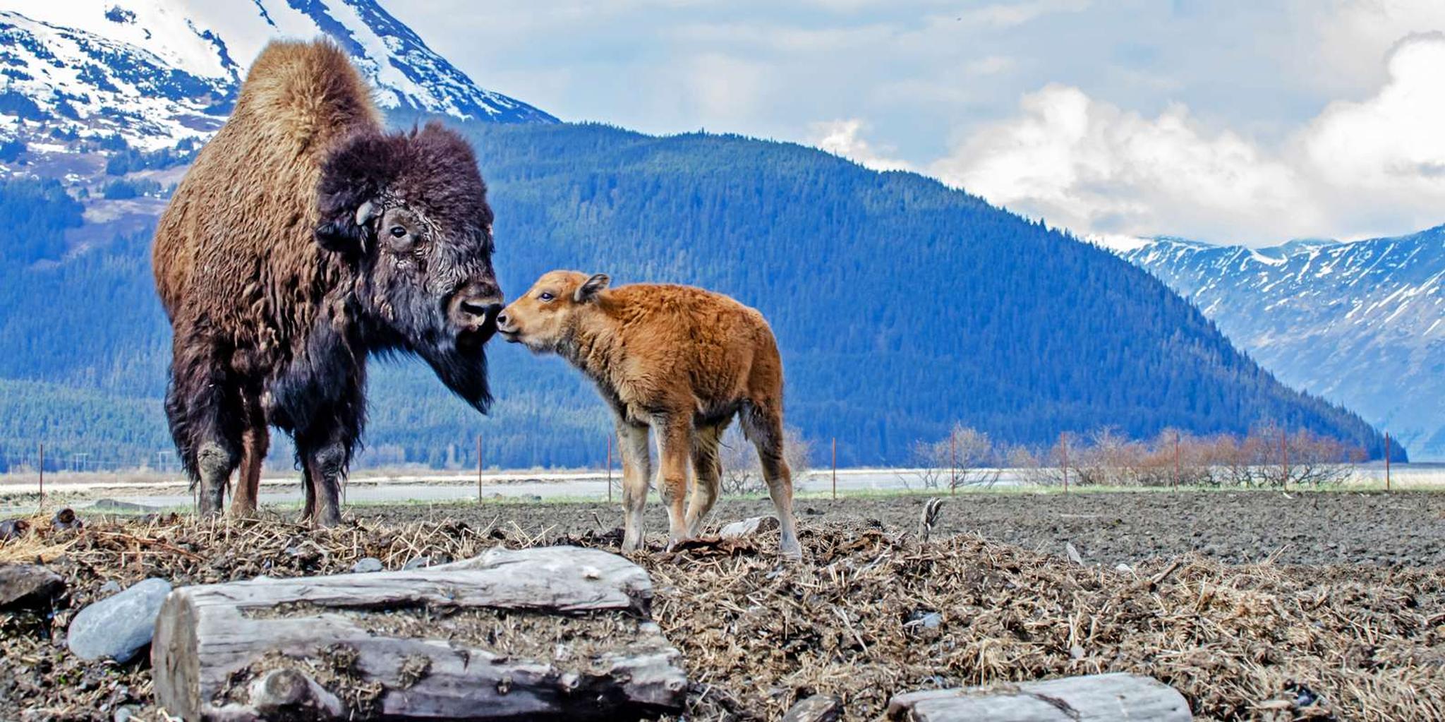 Anchorage Valley of Glaciers and Wildlife Tour 7 hr - Image 4