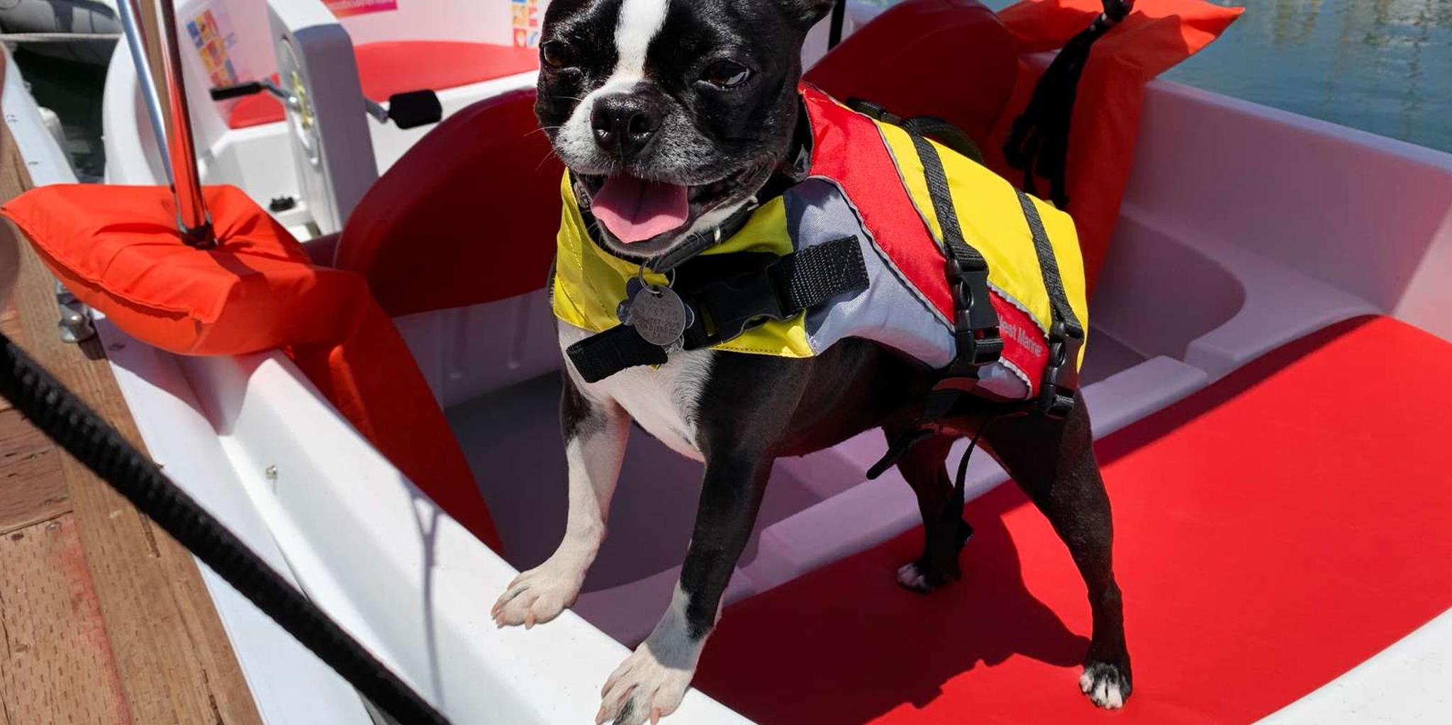 San Diego Bay Dog-Friendly Pedal Boat Rental - Image 4