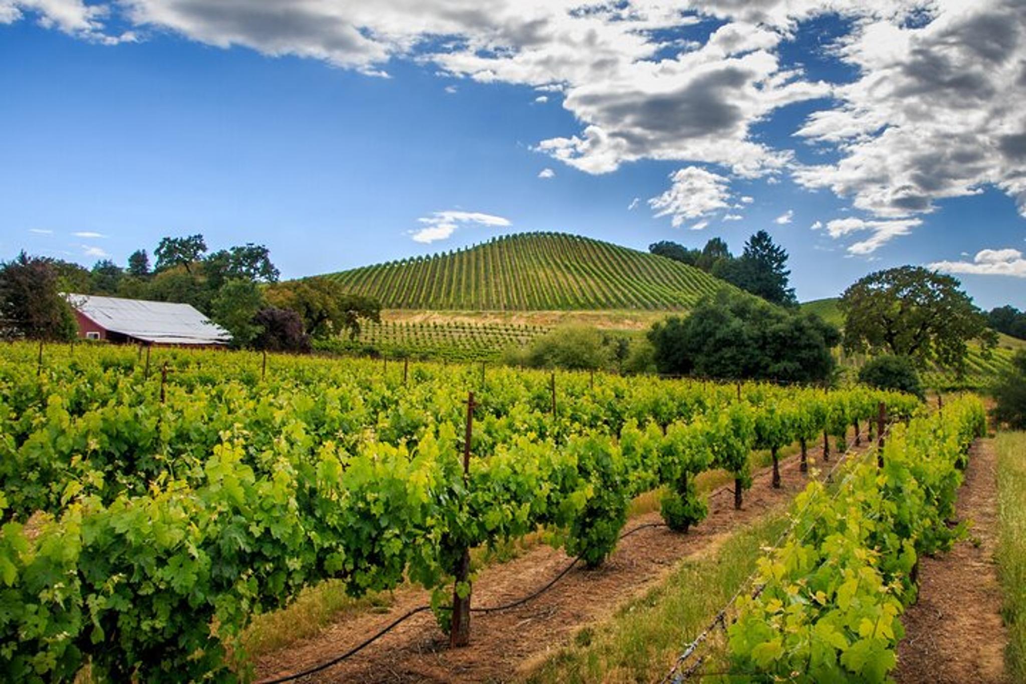 Napa and Sonoma Valley Wine Tour